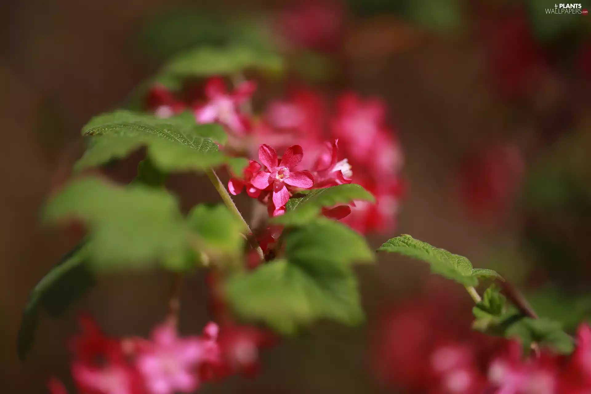 Flowers, Bloody Currant, Red