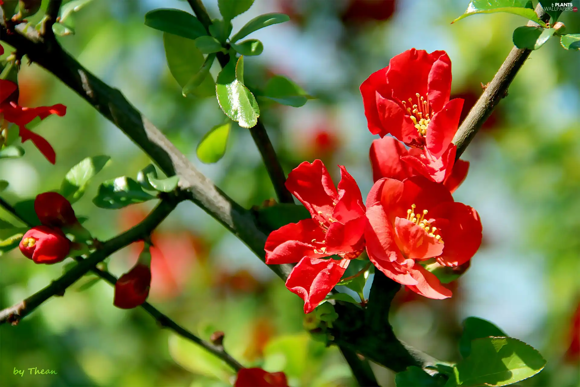Red, Flowers, Bush, quince, flower