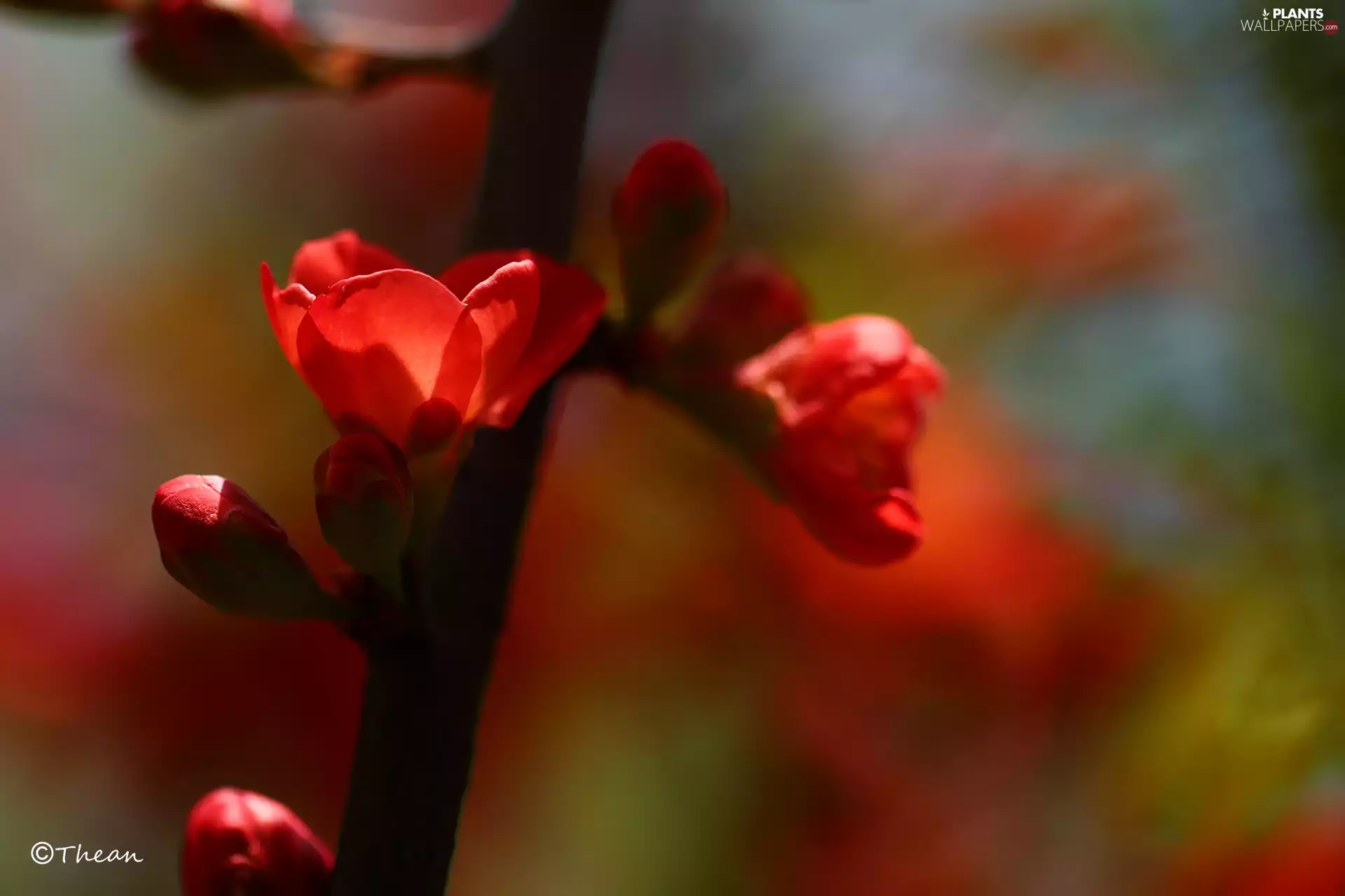Bush, Red, Flowers, Japanese Quince