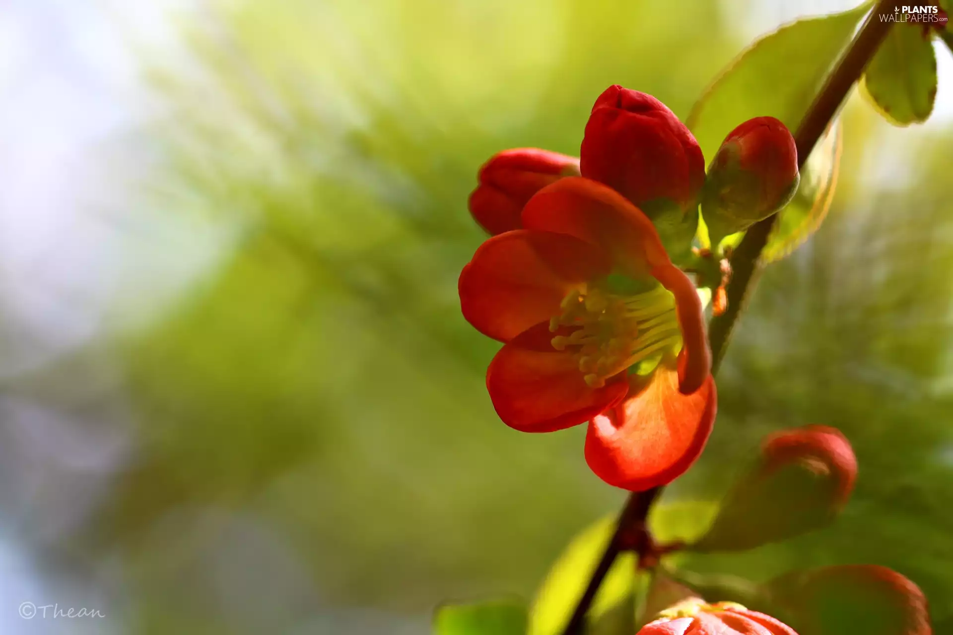 Bush, Red, Flowers, Japanese Quince