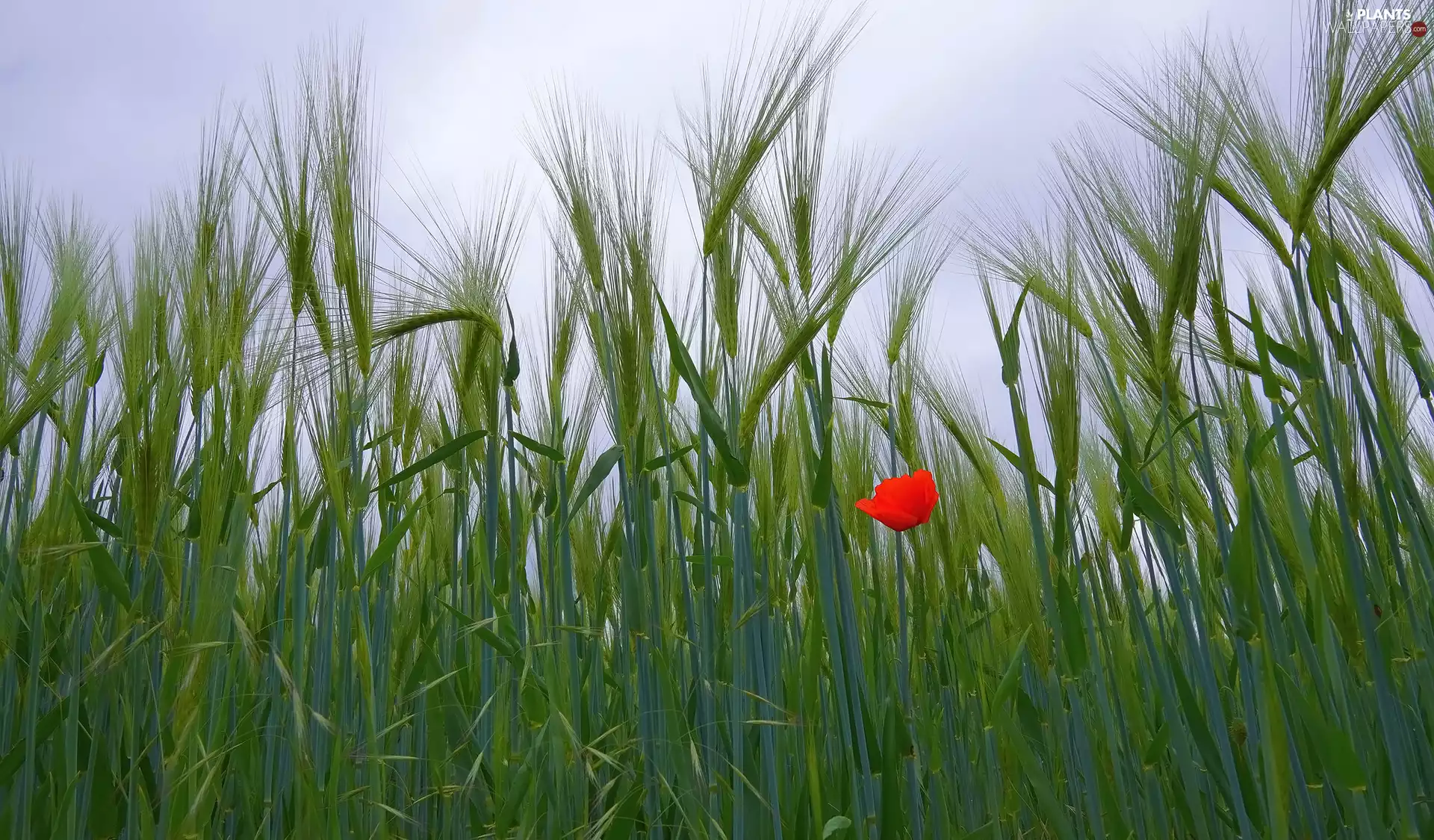 corn, red weed, Red, Colourfull Flowers