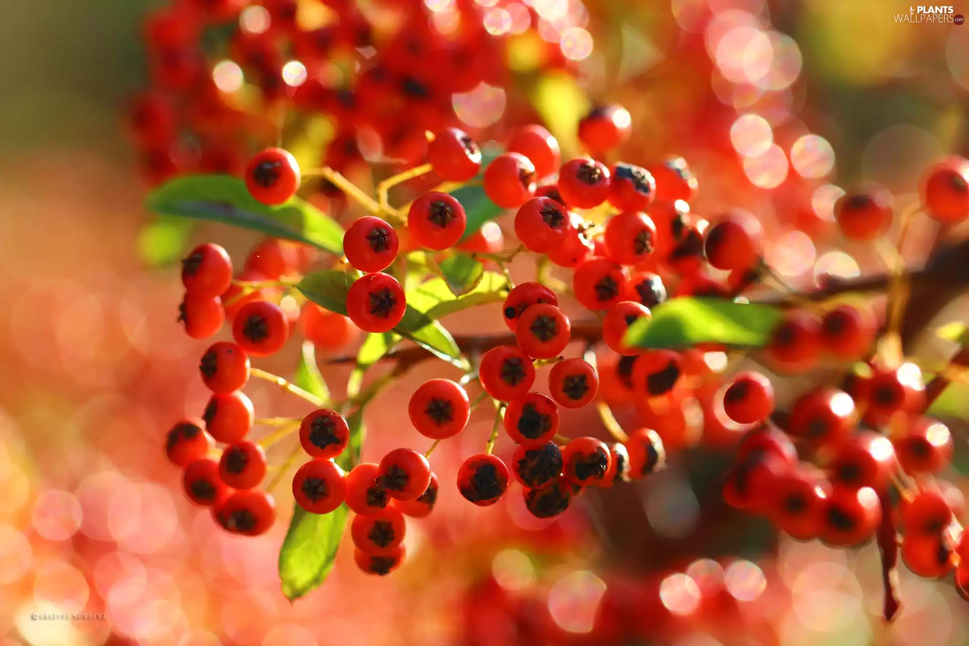 Fruits, Scarlet firethorn, Red