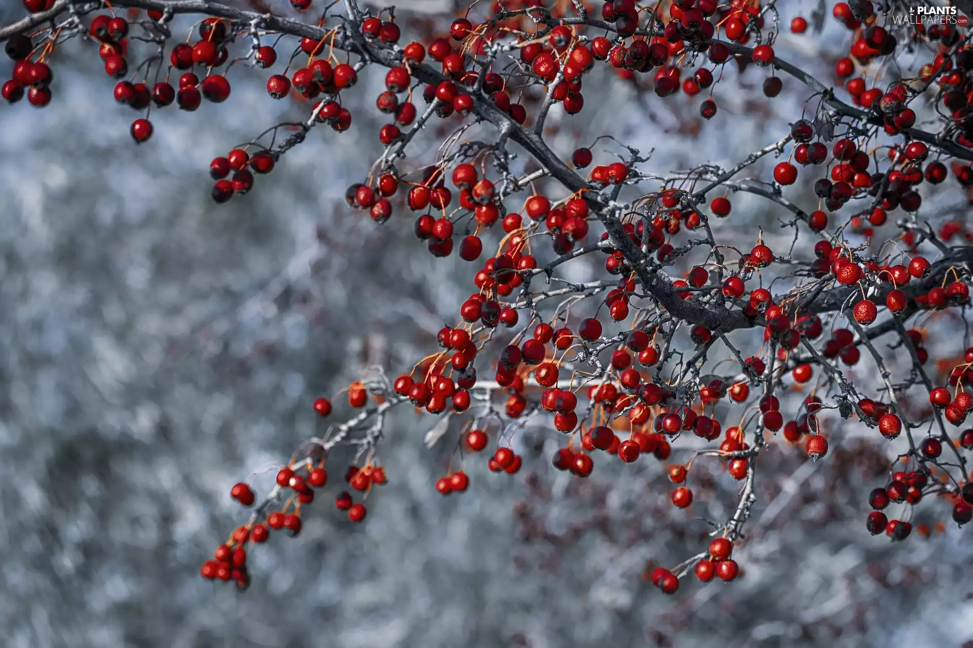 Fruits, blueberries, trees, Red