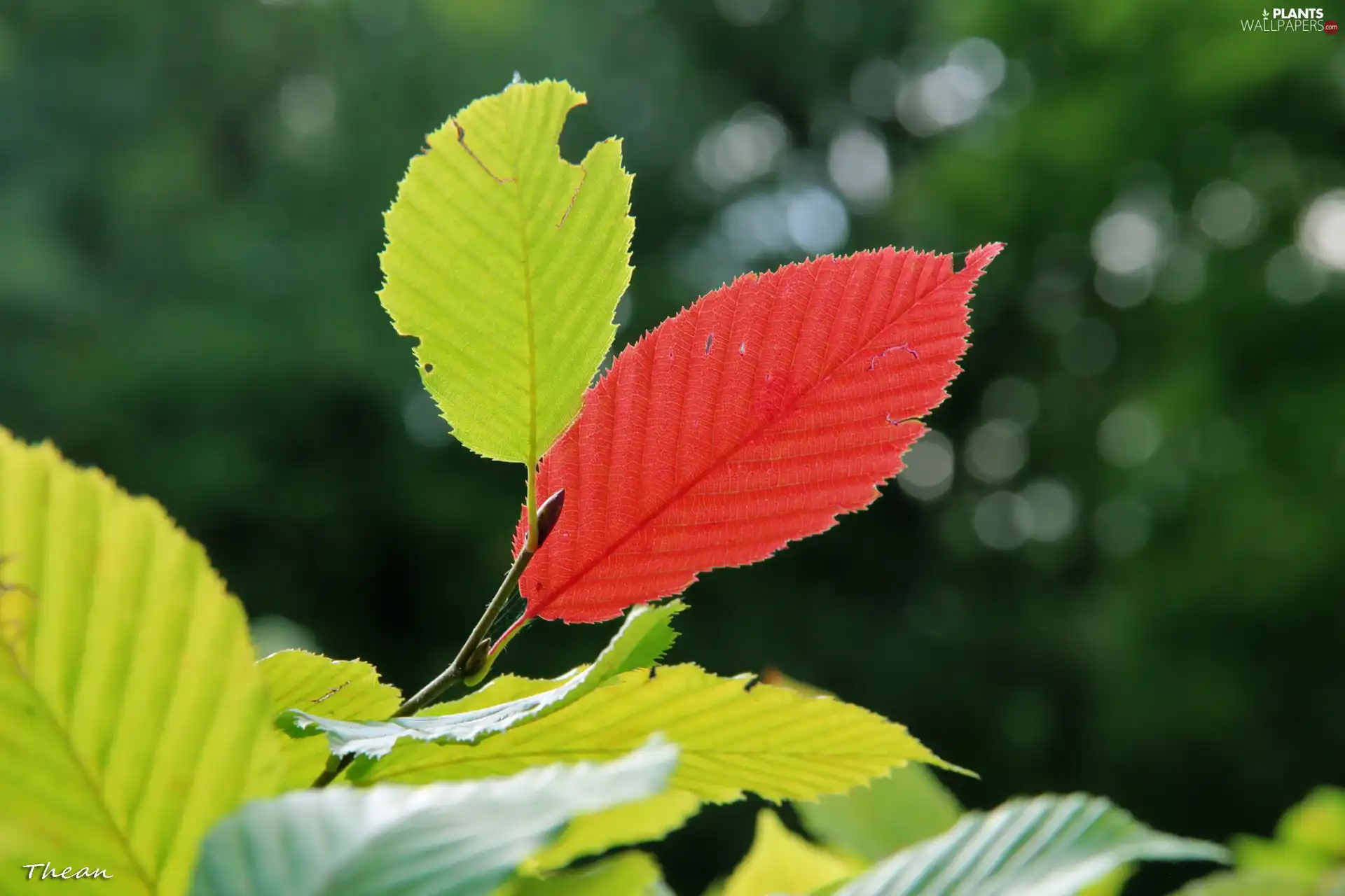 Leaf, green ones, Red