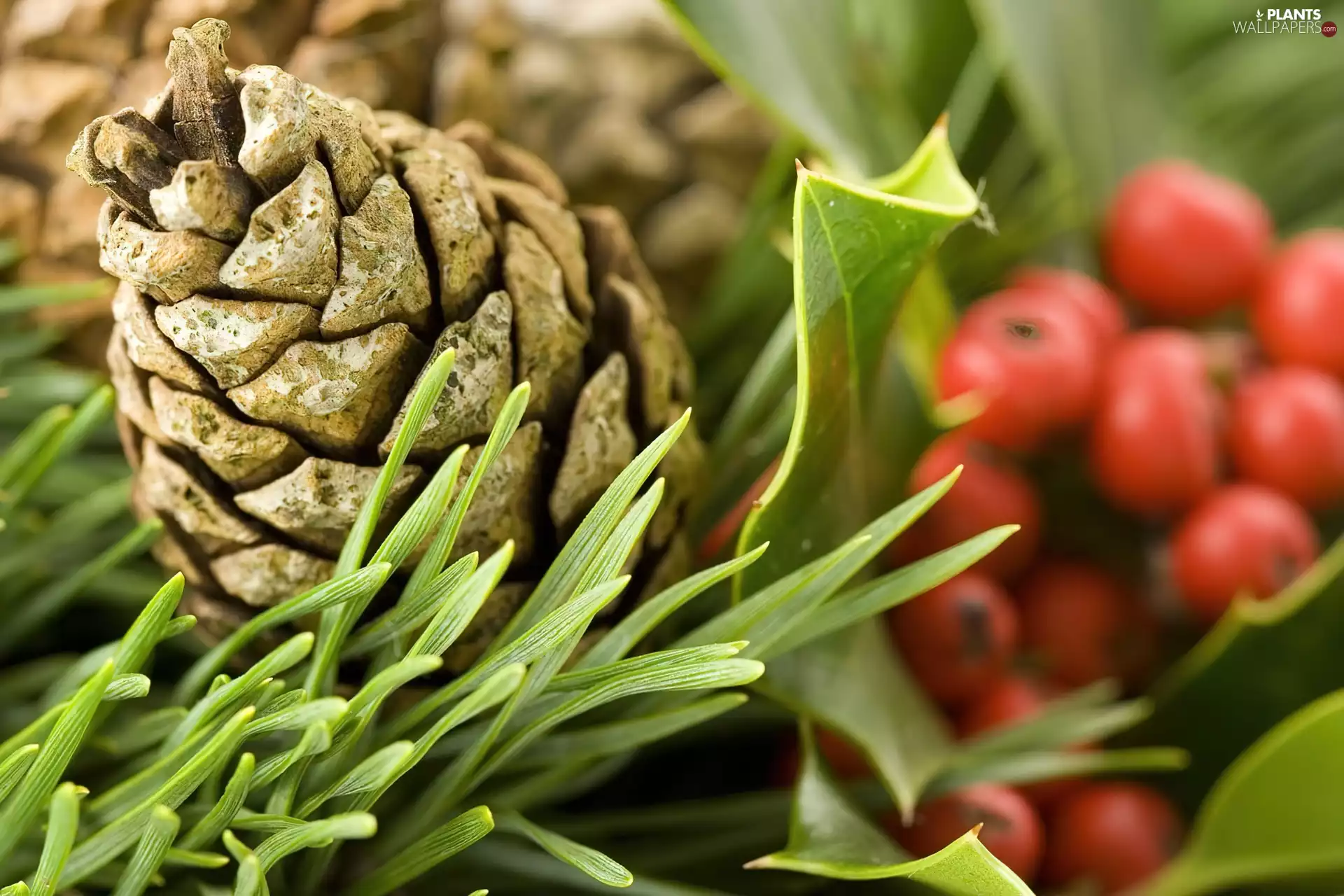 cone, red hot, Plant, conifer