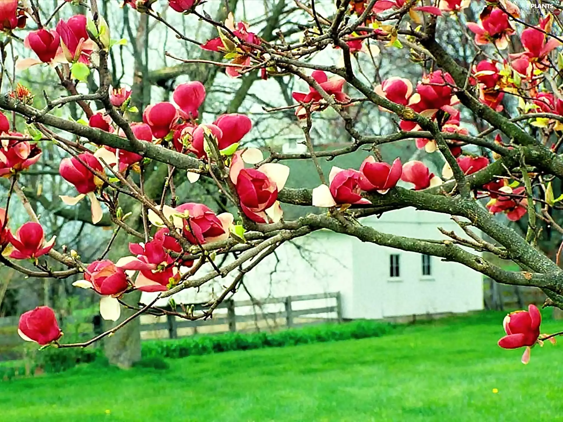 house, red hot, Magnolia, Meadow