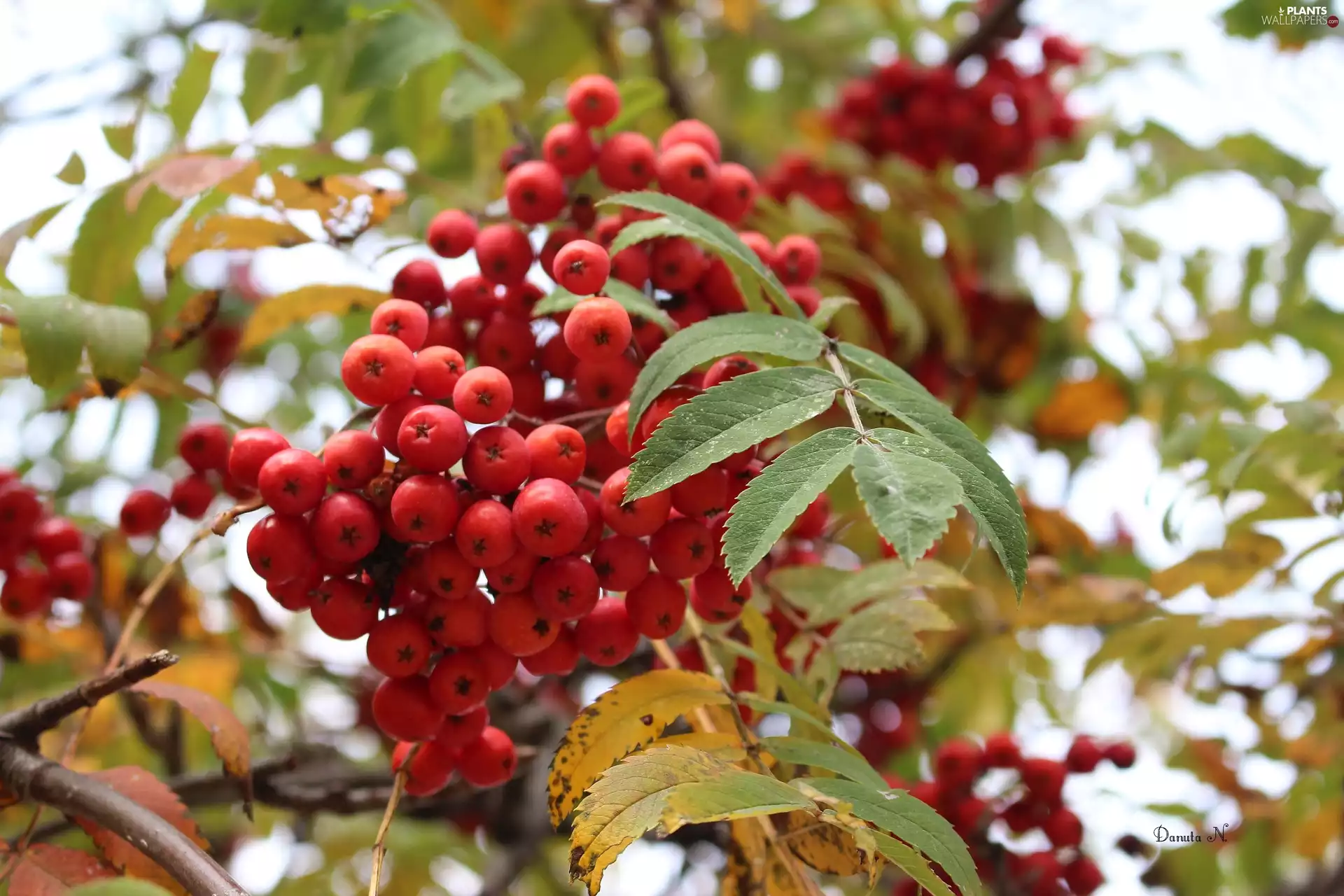 trees, red hot, Plant, viewes