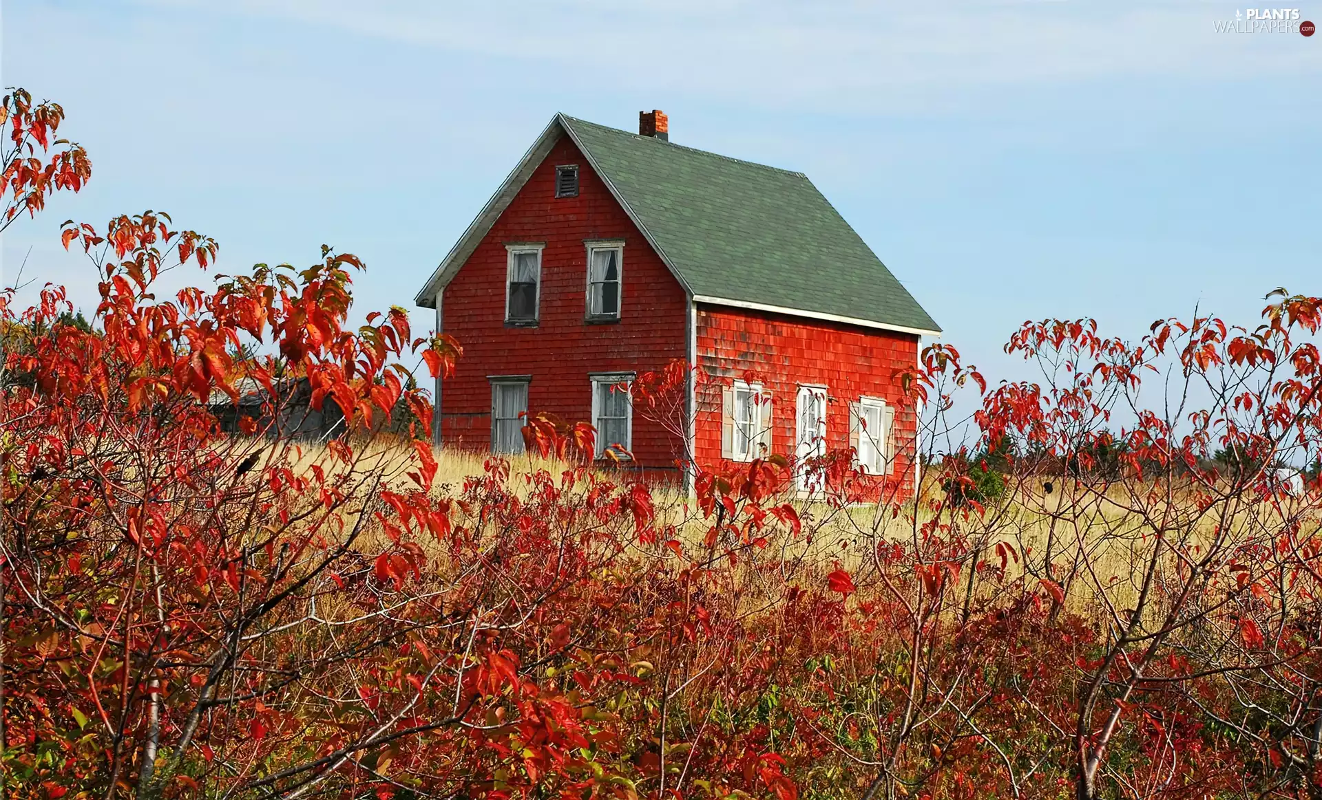 house, Bush, Red, Red