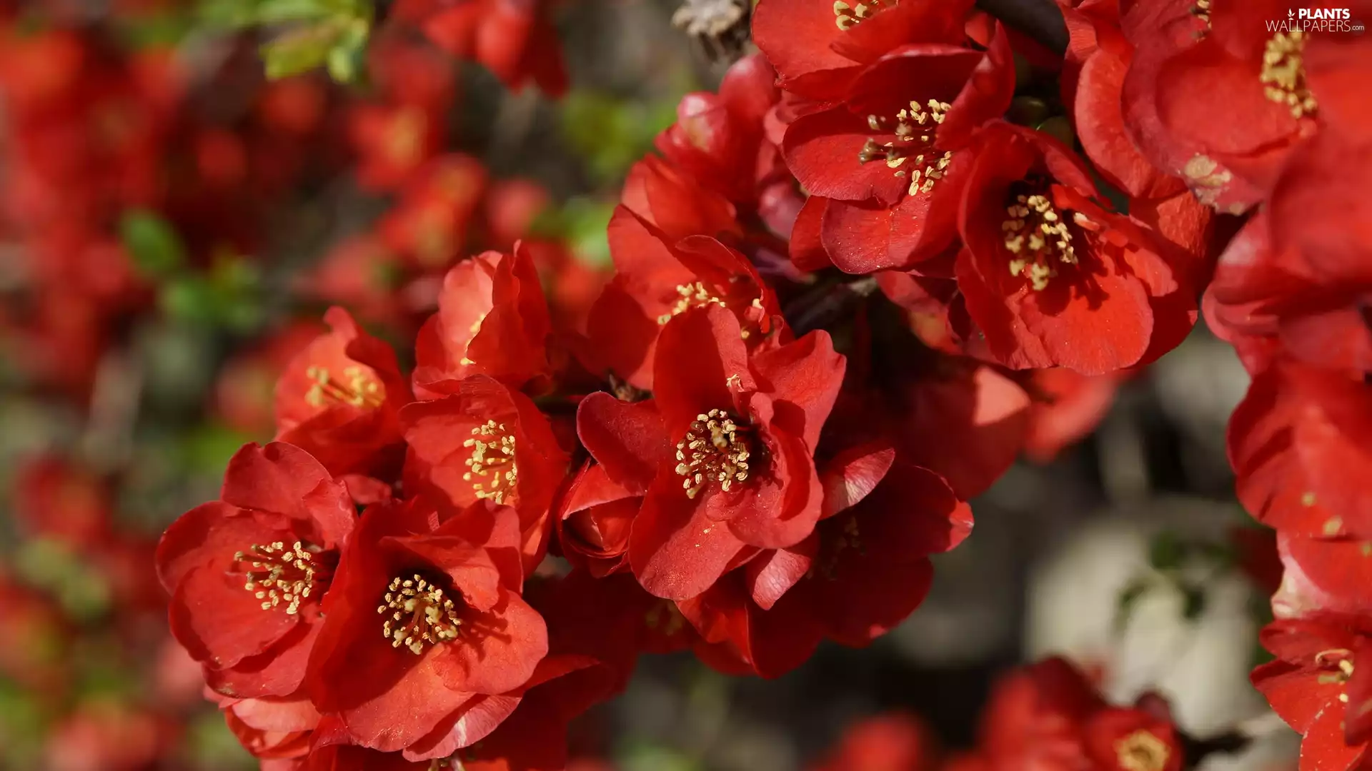 plant, Red, Japanese Quince, Flowers