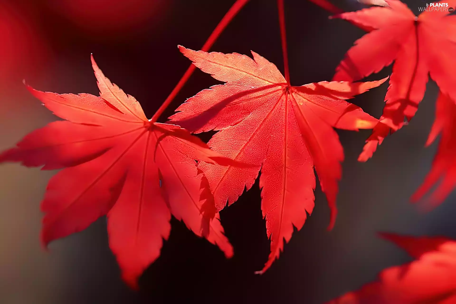 Red, Leaf