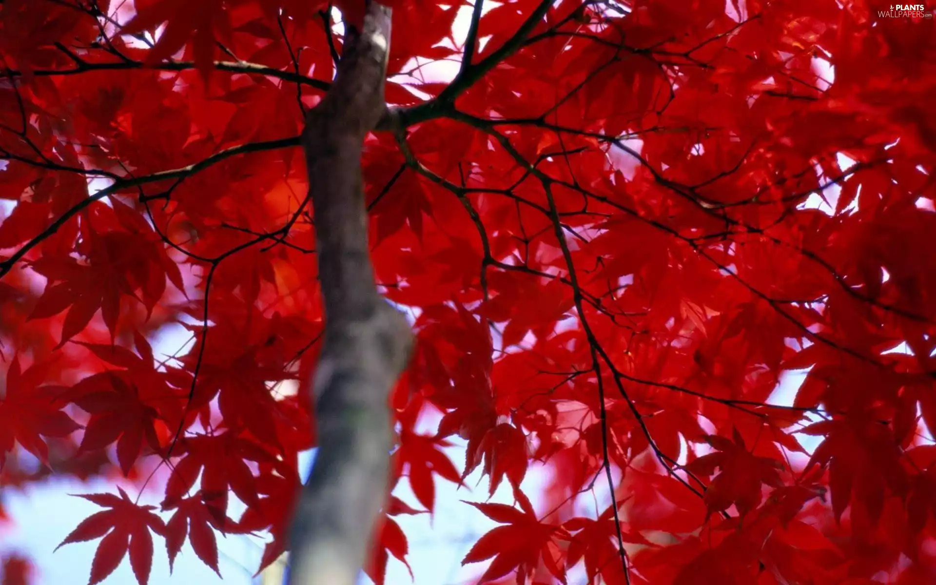 Red, Leaf