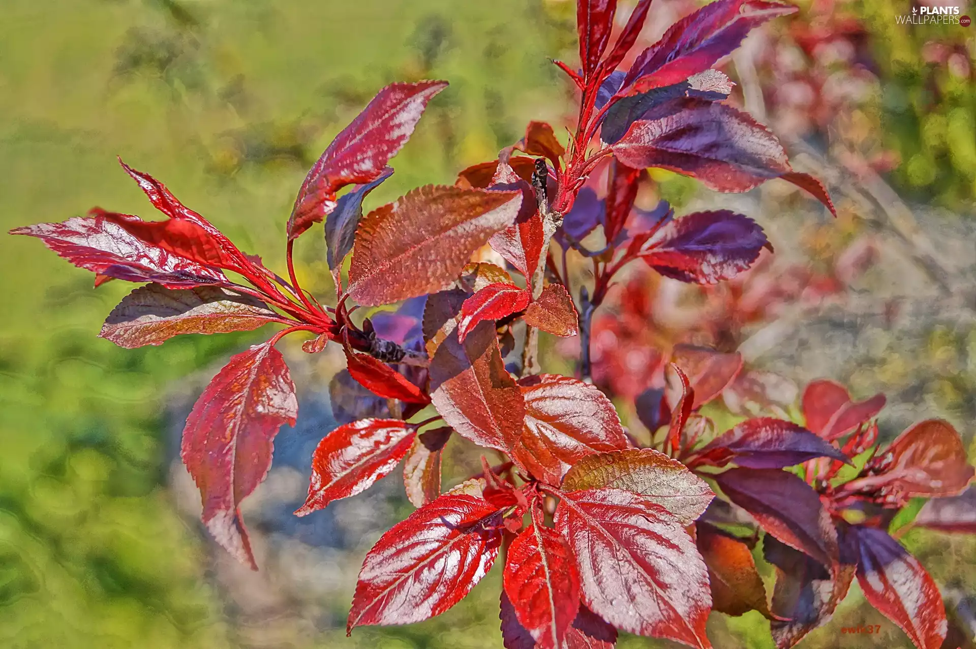 Leaf, Cherry Laurel, Red