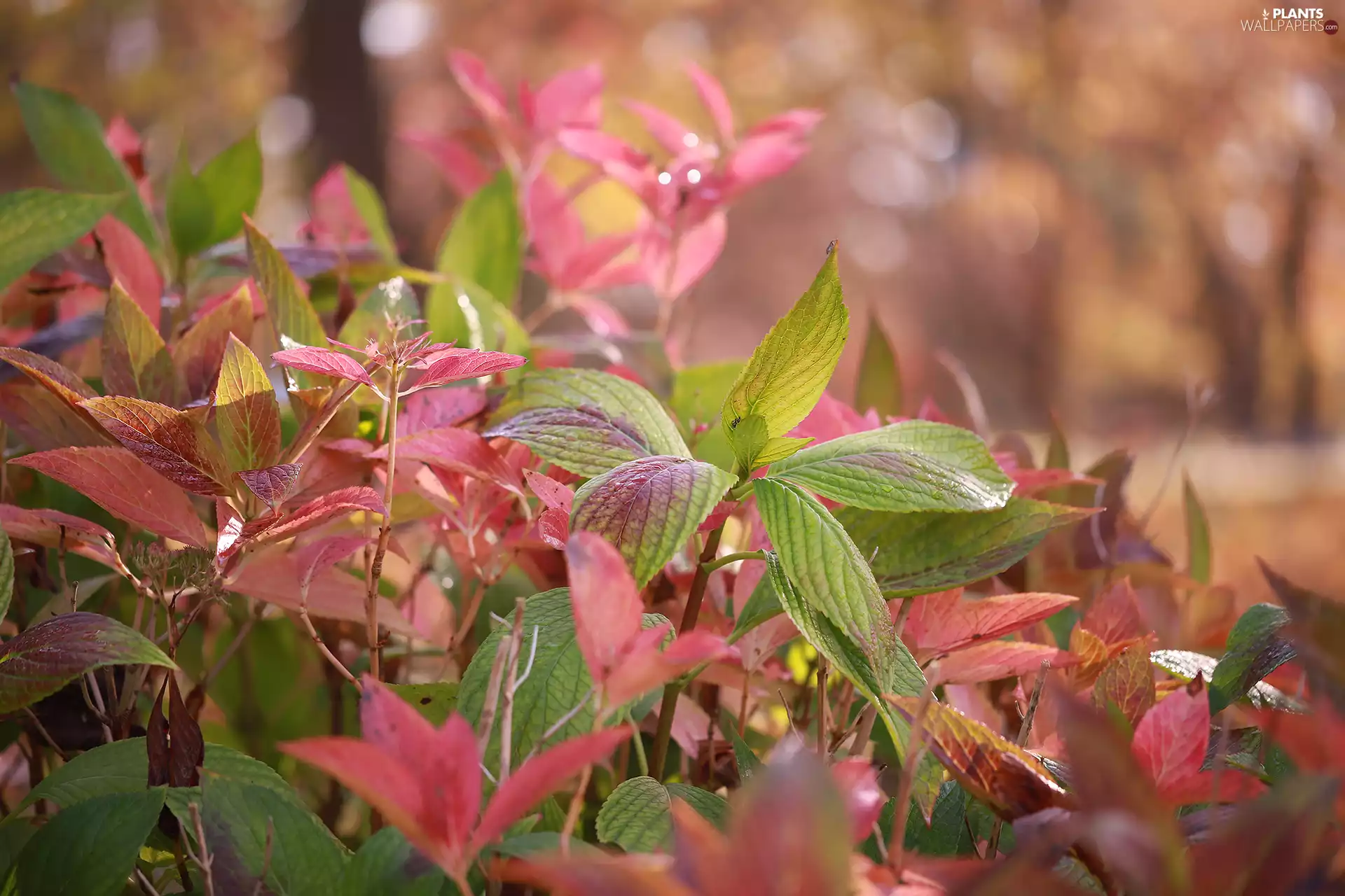 color, Red, Leaf, green ones