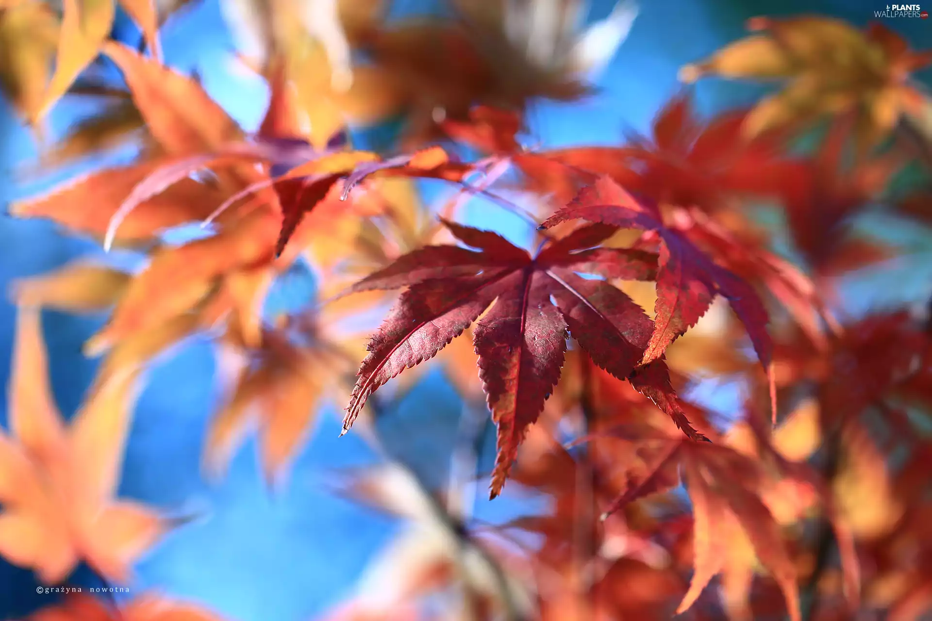 Leaf, Maple Palm, Red