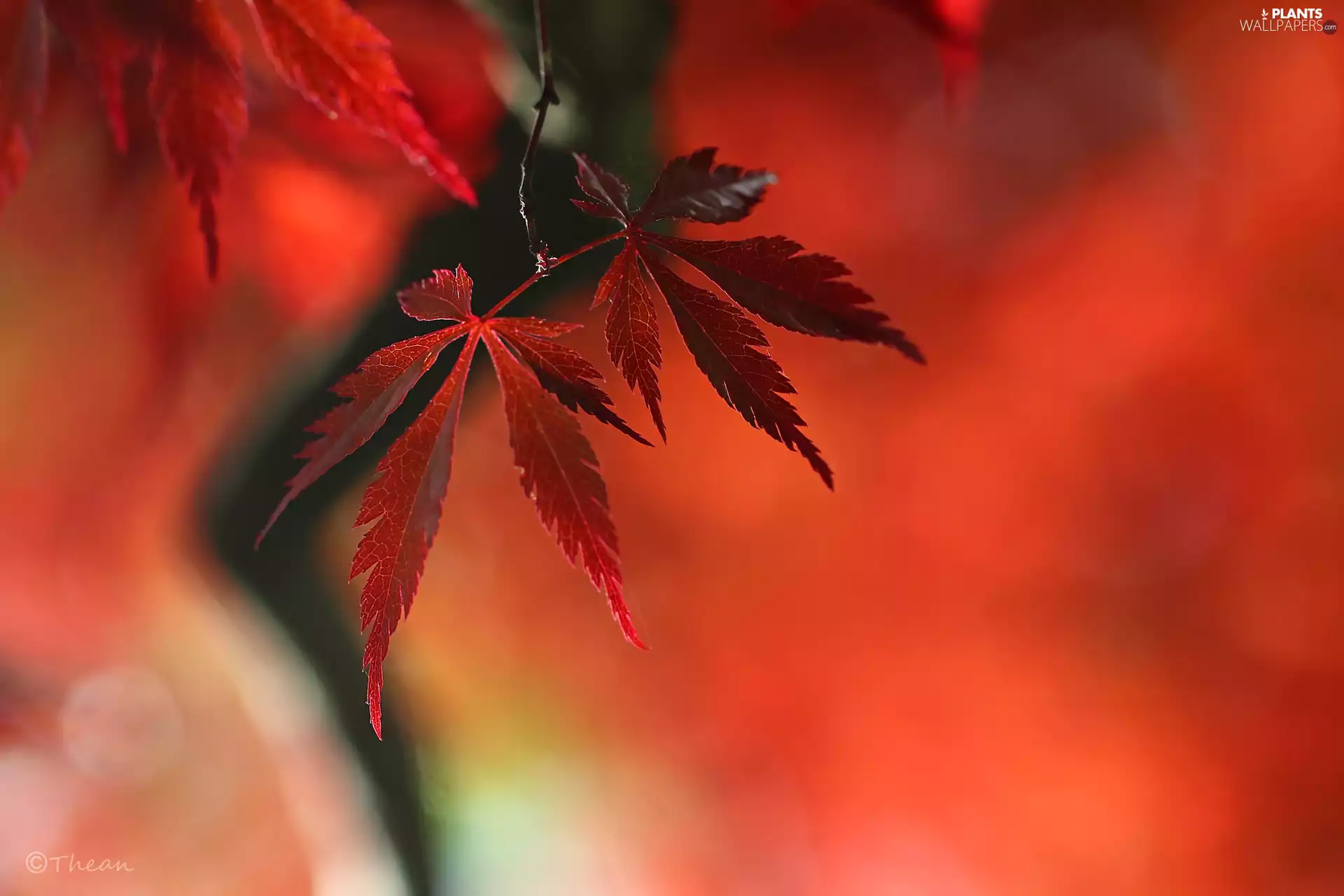 Leaf, Maple Palm, Red