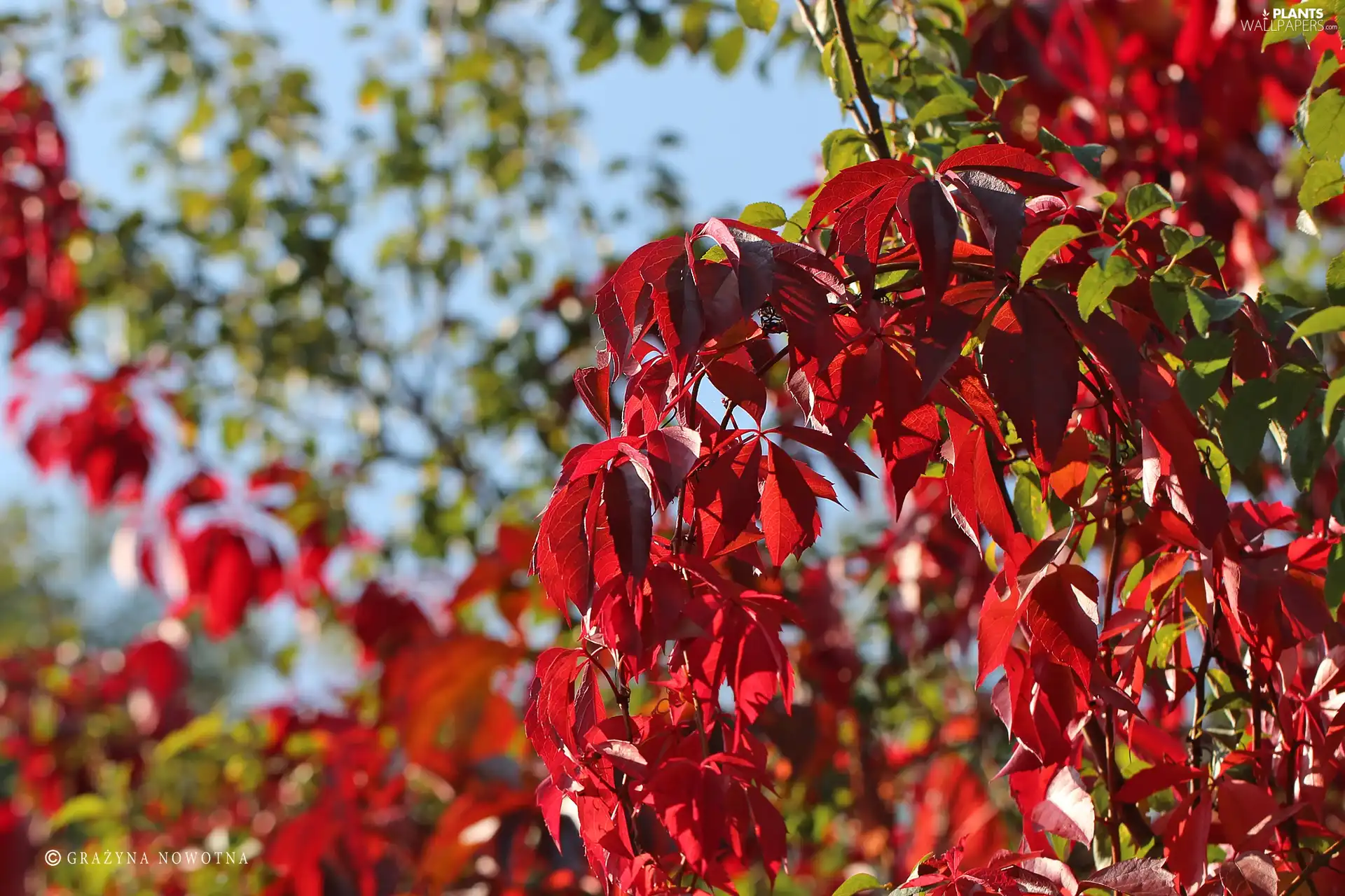 Red, Leaf, Wine, climber, wild