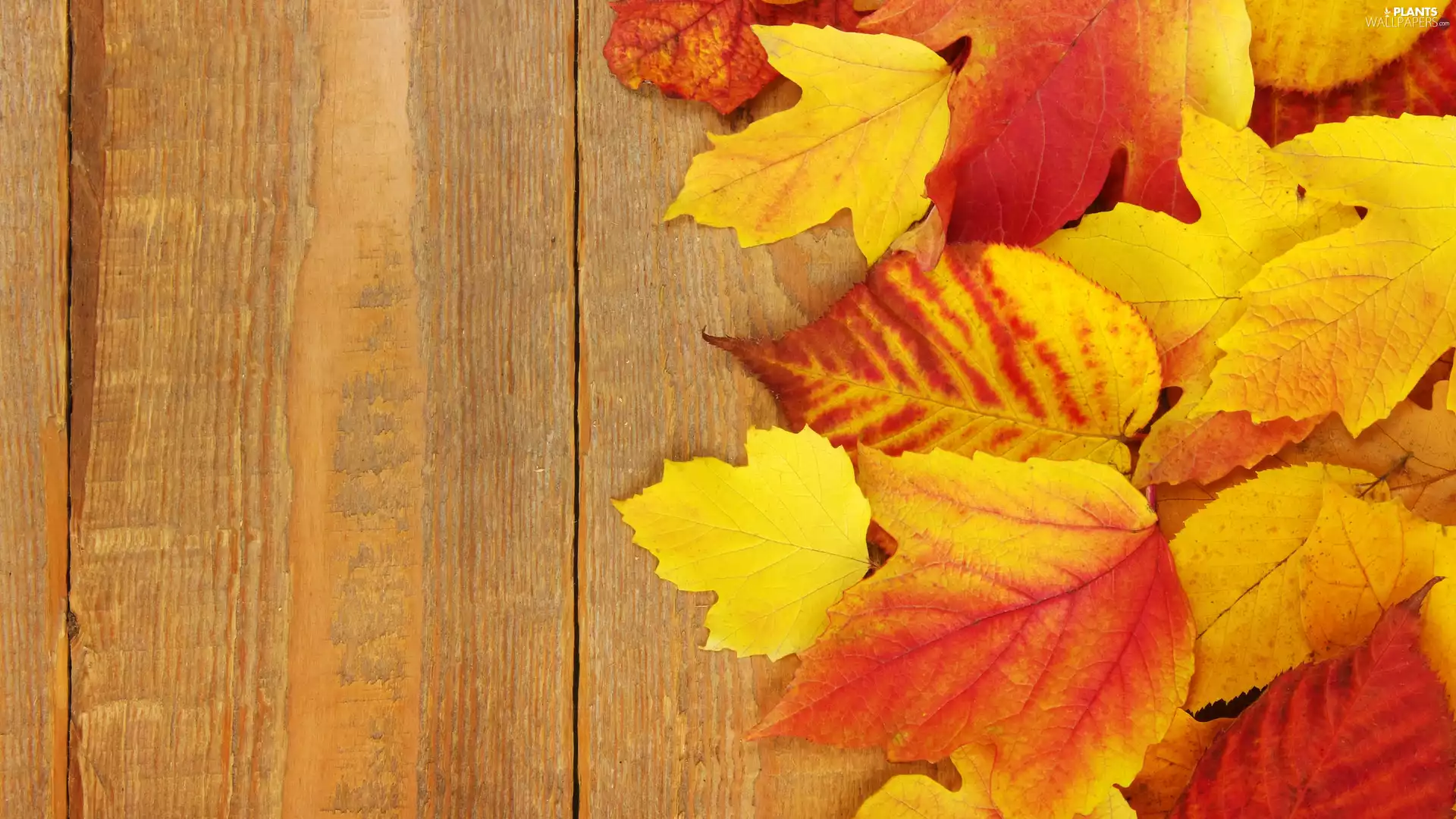 Leaf, Autumn, Yellow-red