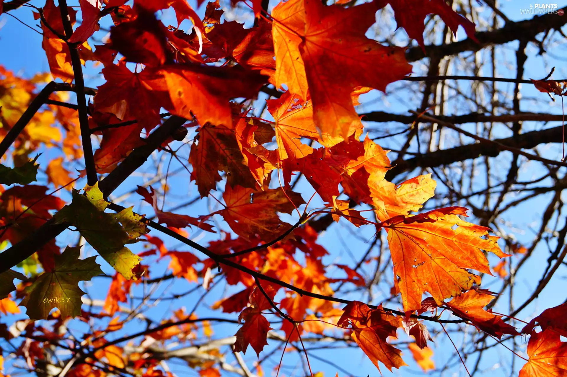 Leaf, maple, Yellow-red