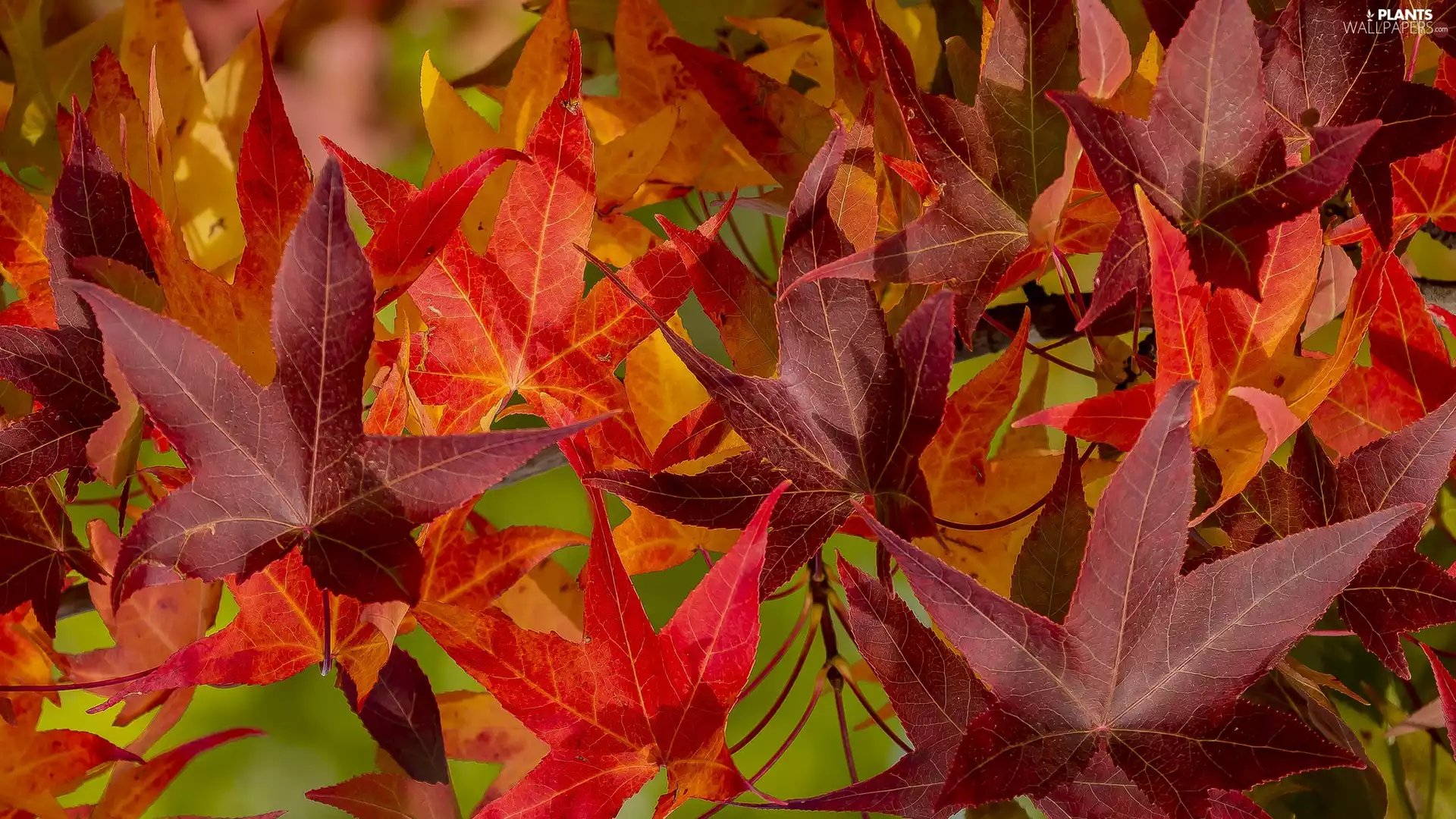 maple, Leaf, Autumn, Red