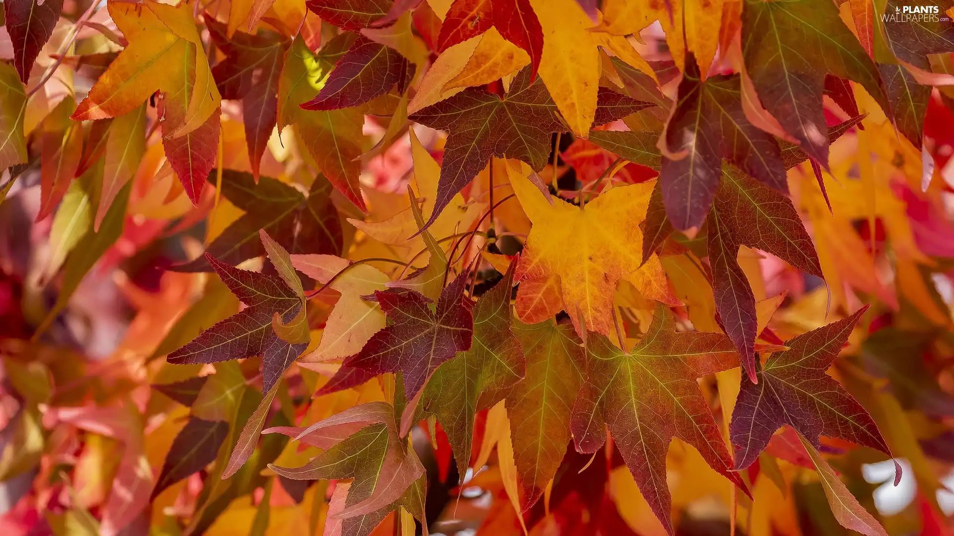 maple, Orange, Leaf, Red