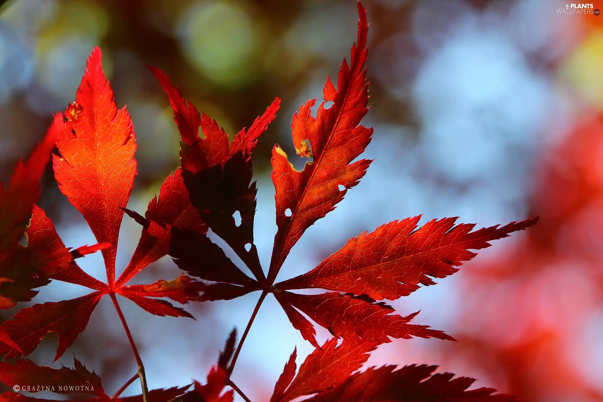 Leaf, Maple Palm, Red