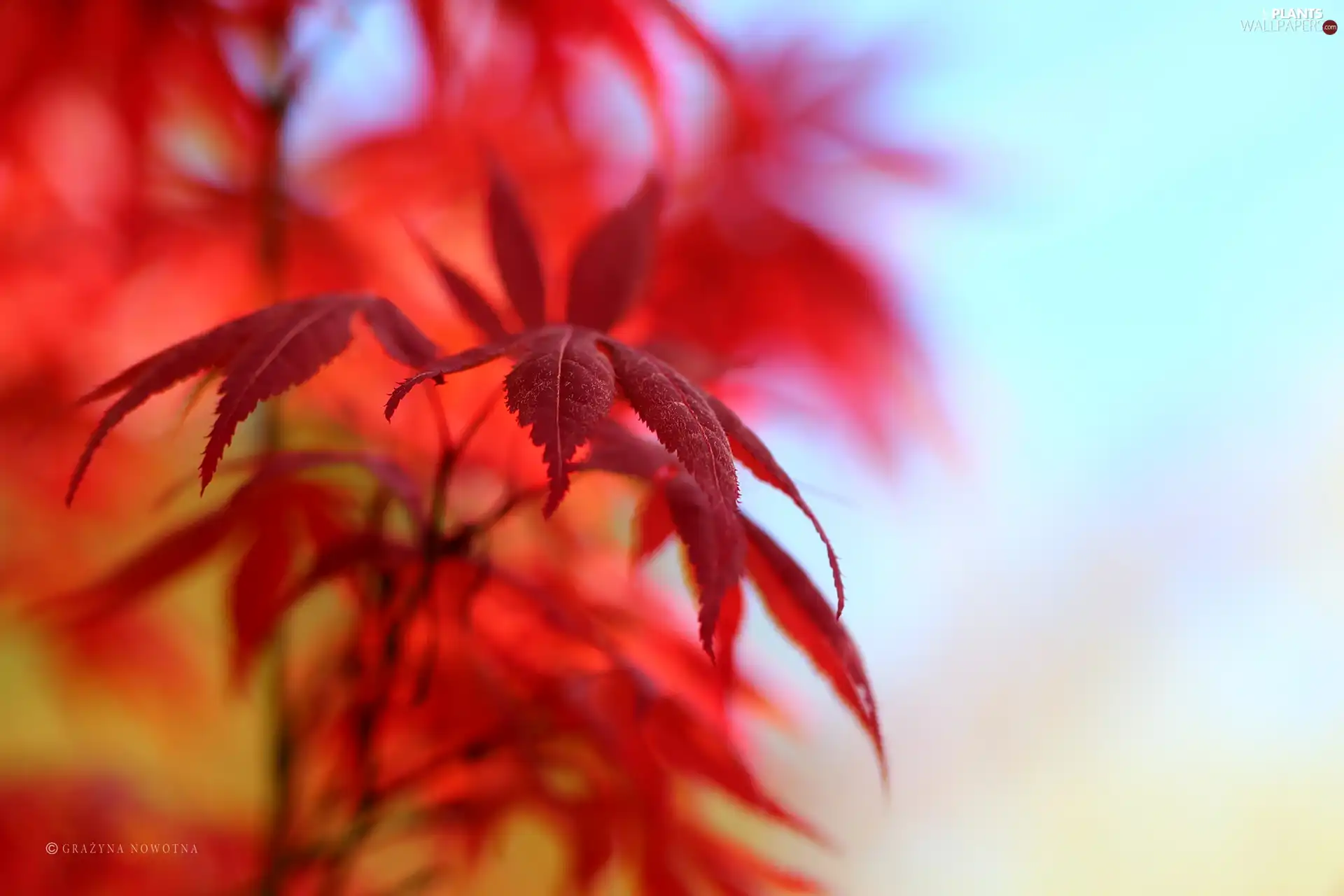 Leaf, Maple Palm, Red