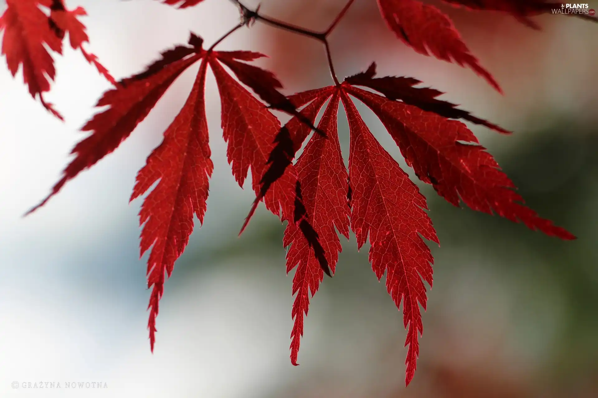 Leaf, Maple Palm, Red