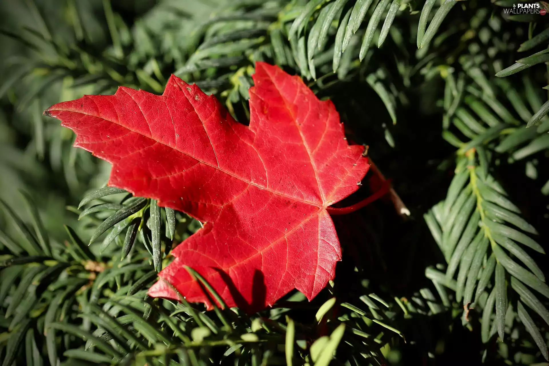 Red, leaf, maple