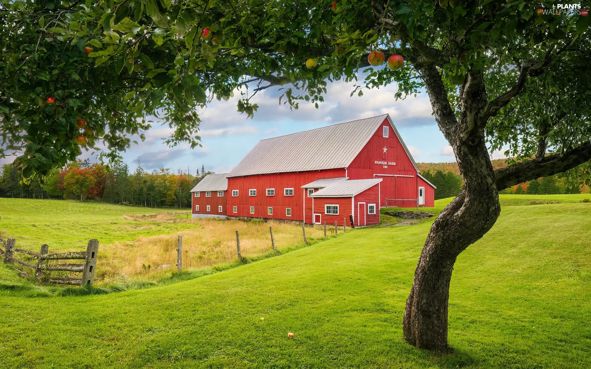 apple-tree, Meadow, Red, fence, house, trees