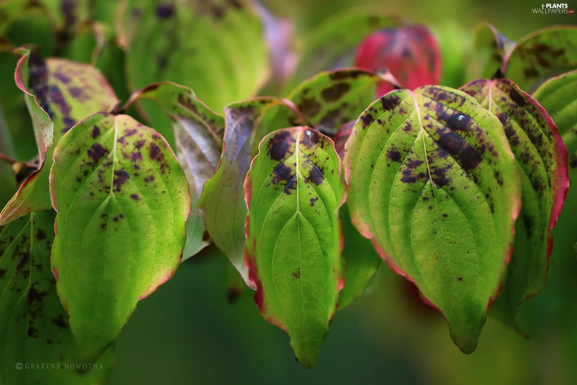 green ones, Leaf, red