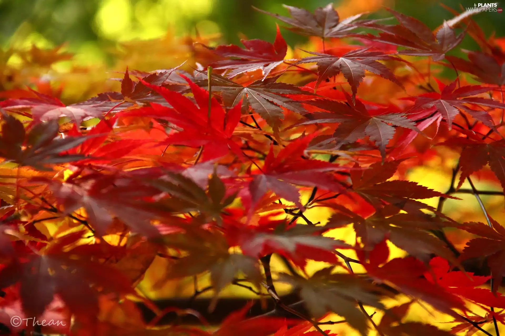 Leaf, autumn, color, Red, Maple Palm