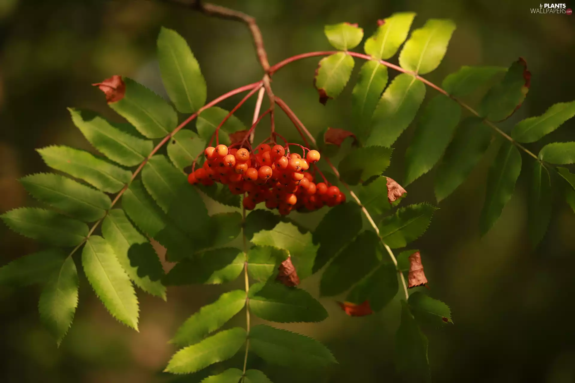 Plant, Fruits, Leaf, Red