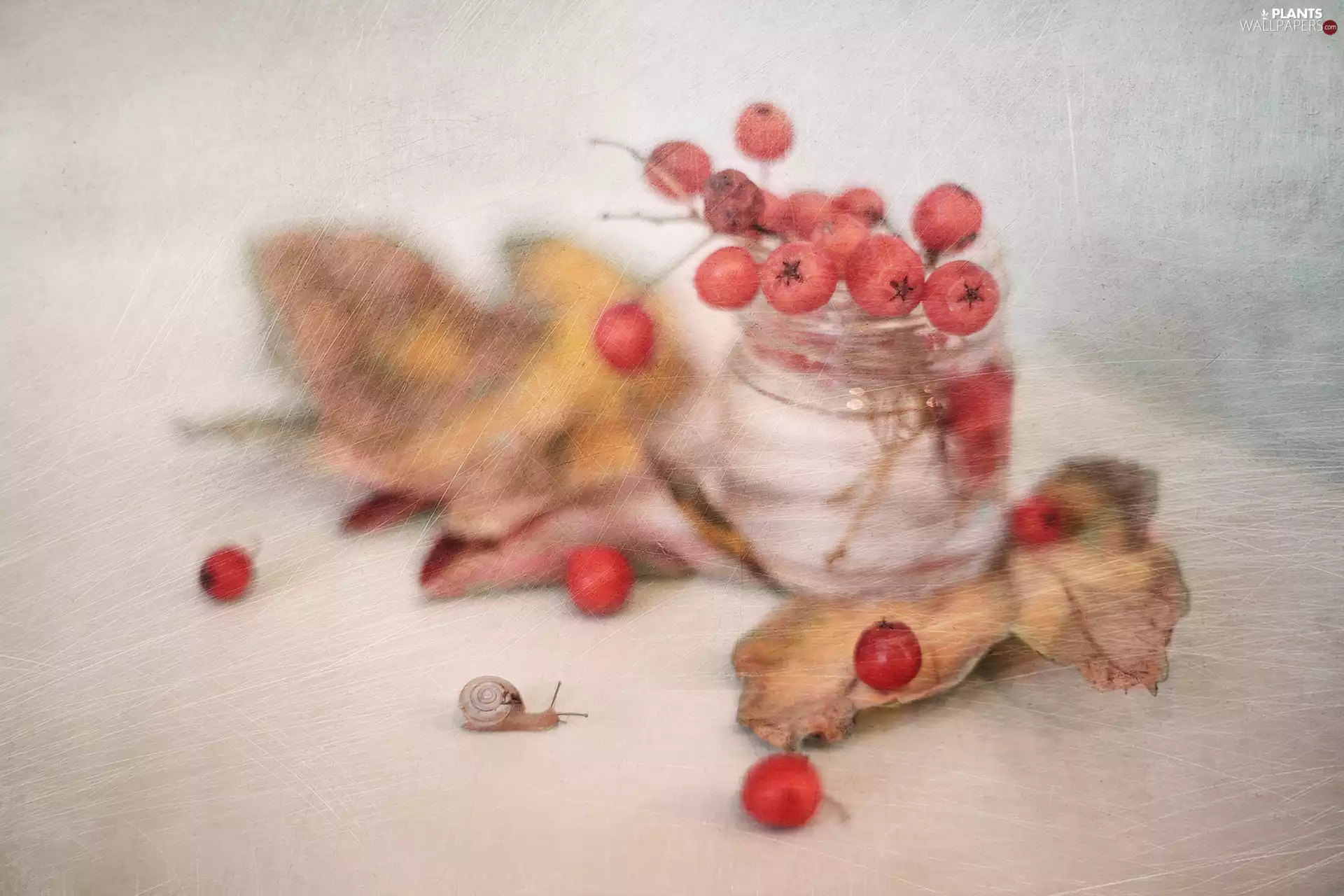 Plant, Fruits, snail, Red