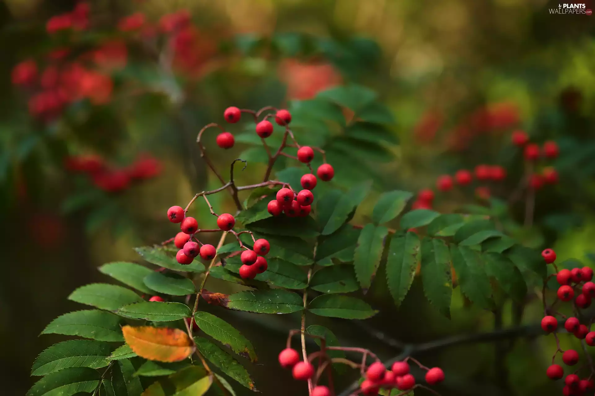 Plant, Fruits, Twigs, Red