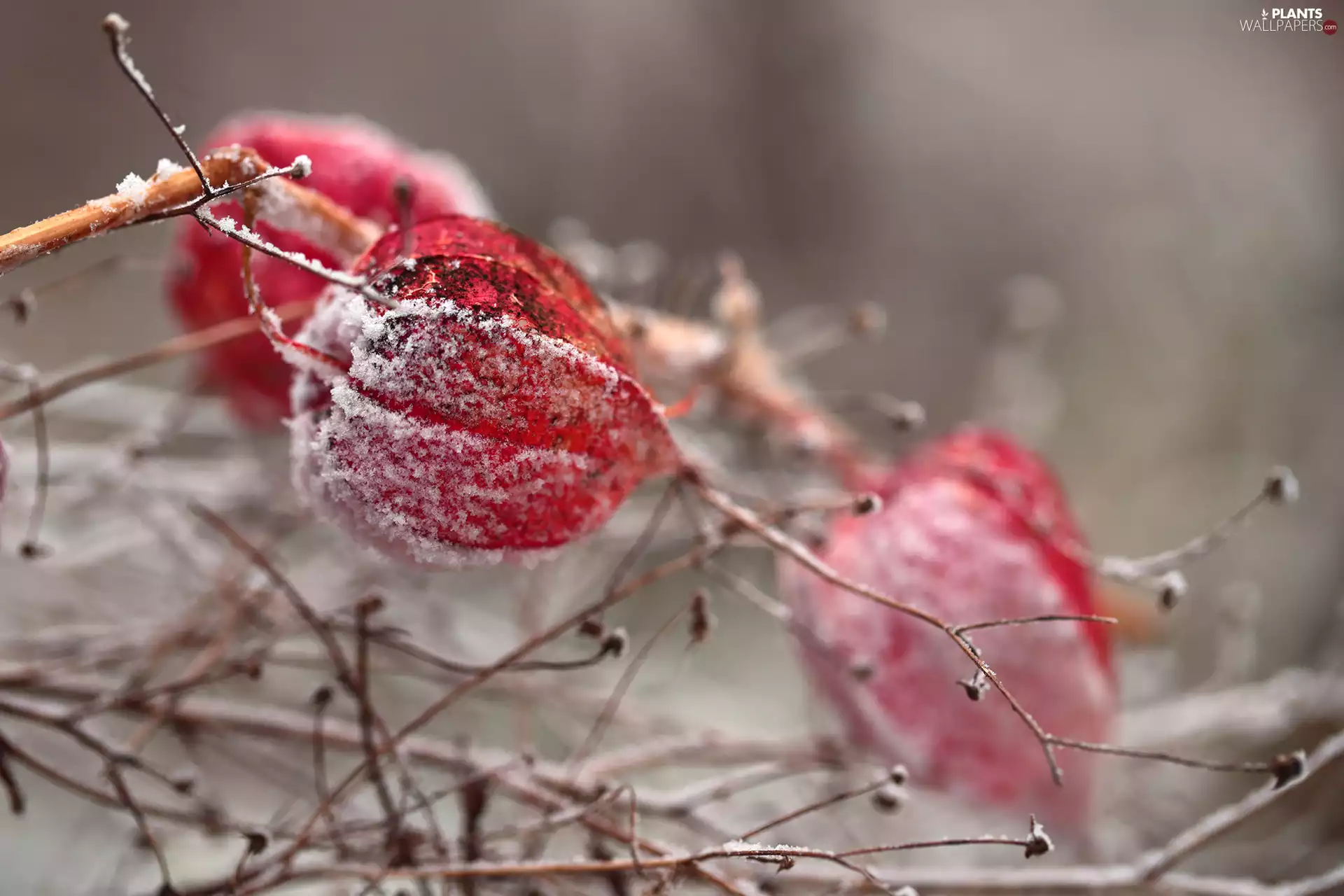 frosted, Red, Plants, physalis bloated