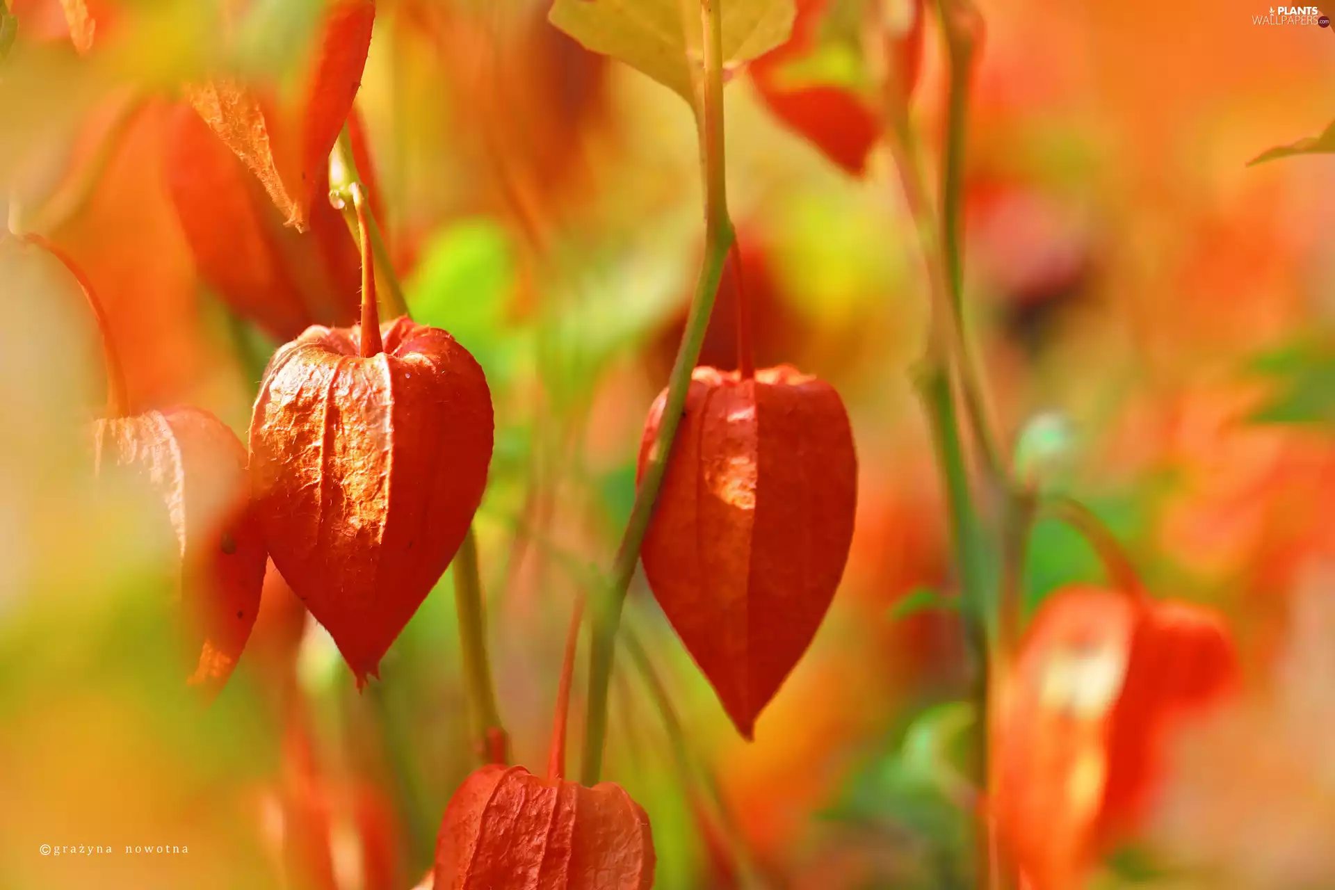 Plants, physalis bloated, Red