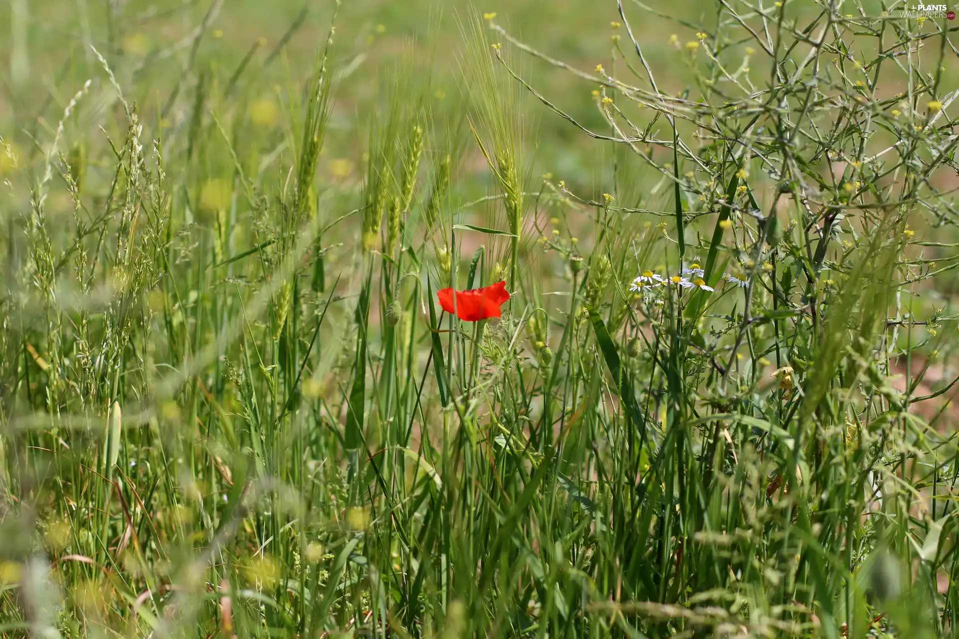camomiles, grass, Meadow, red weed, Plants