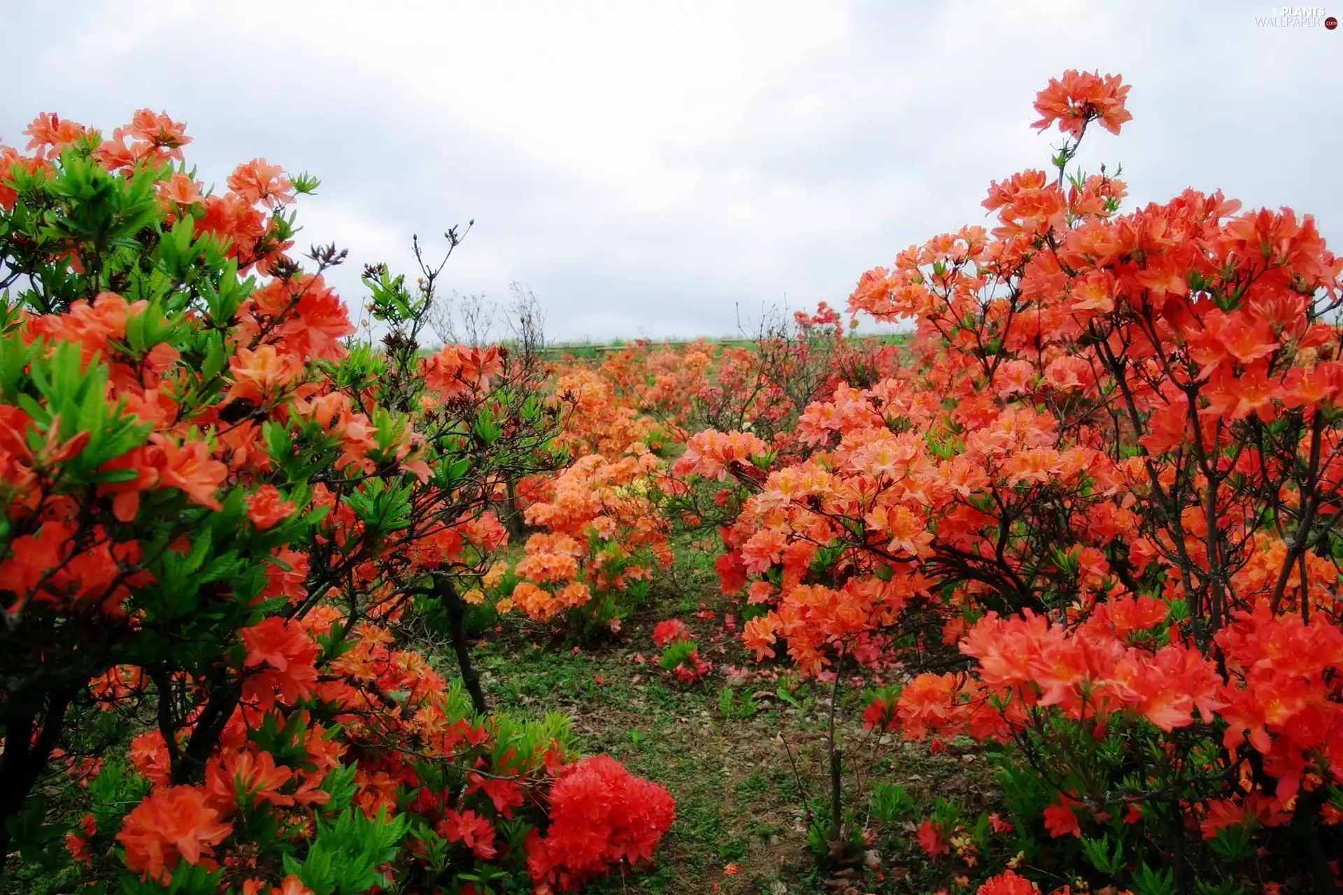 Red, Rhododendrons