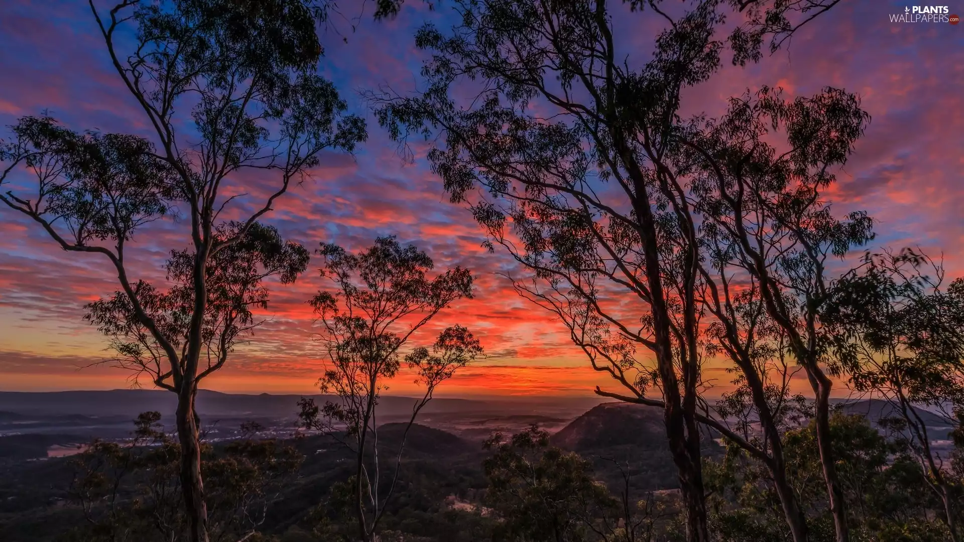 Sunrise, trees, viewes, Red