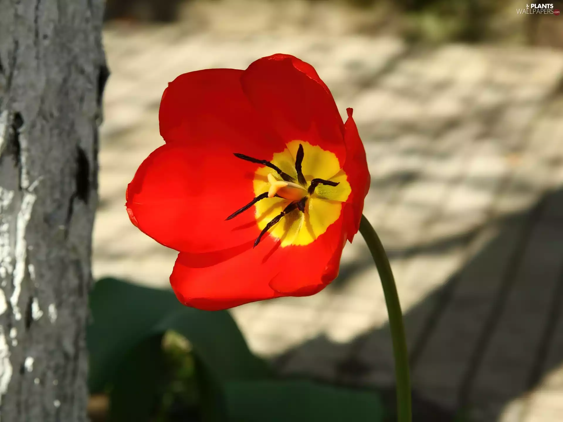 trees, tulip, shadow, Red