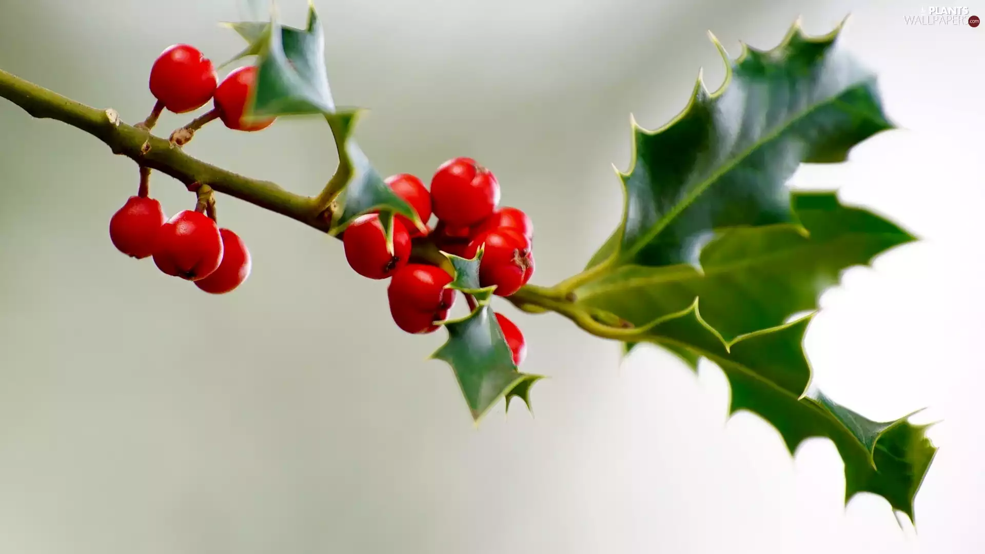 twig, Fruits, holly, Red