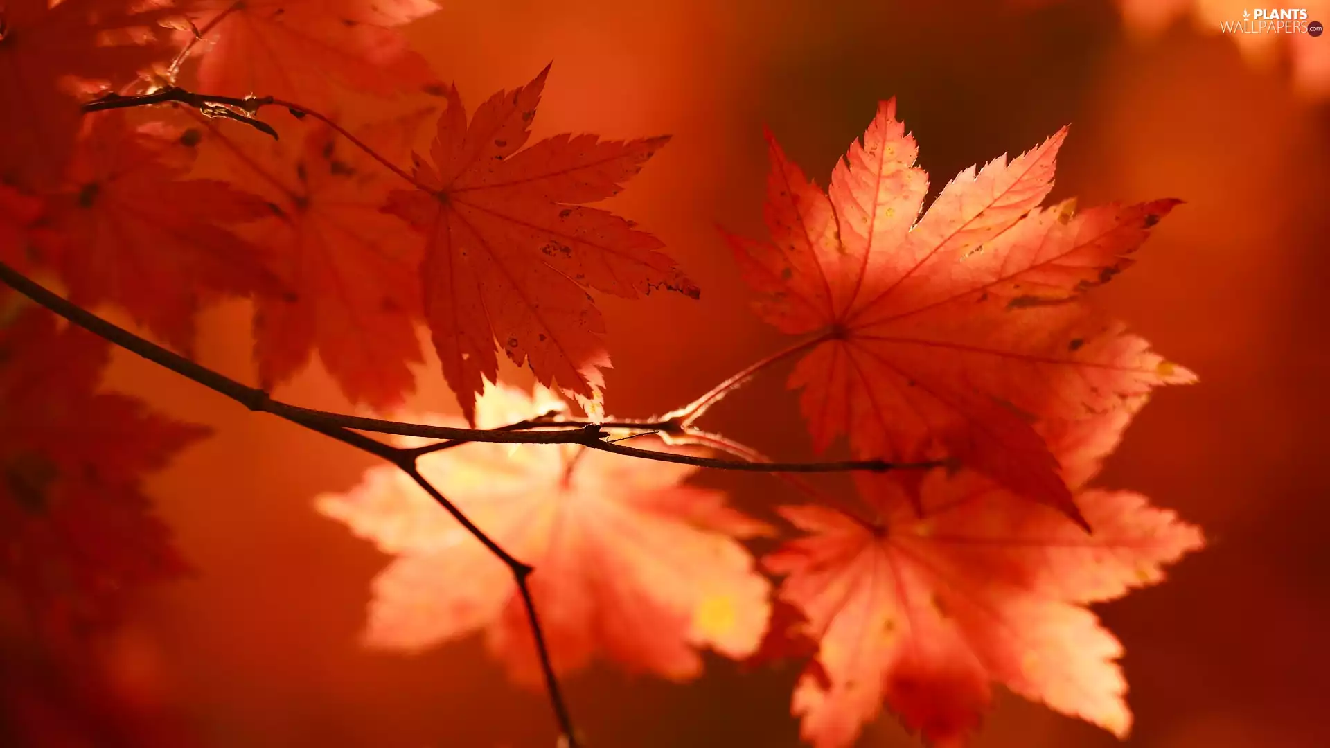 twig, Leaf, maple, Red