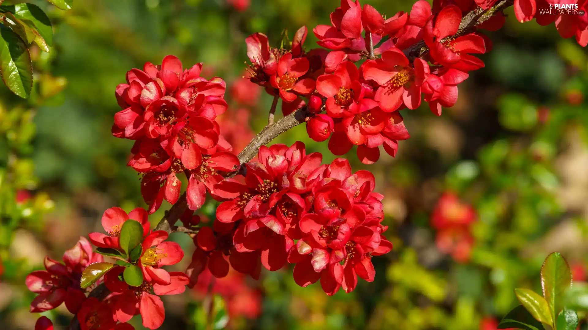 Leaf, Japanese Quince, Red, Flowers, twig