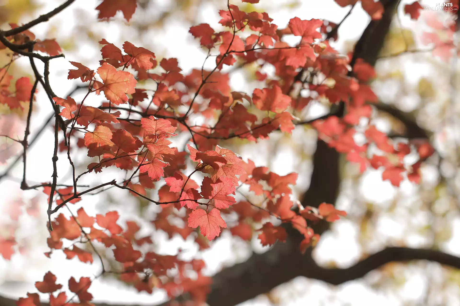 Twigs, Autumn, Leaf, Red