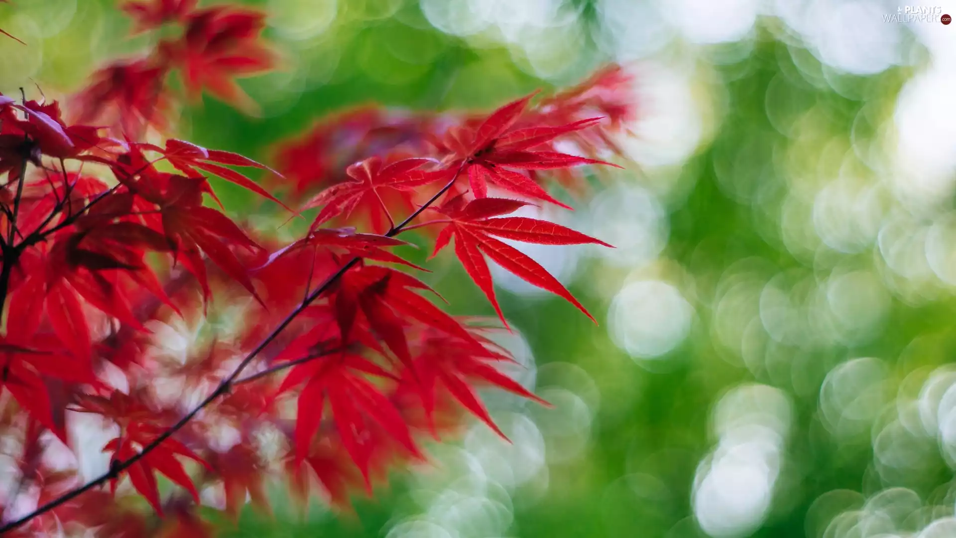 Twigs, Leaf, maple, Red