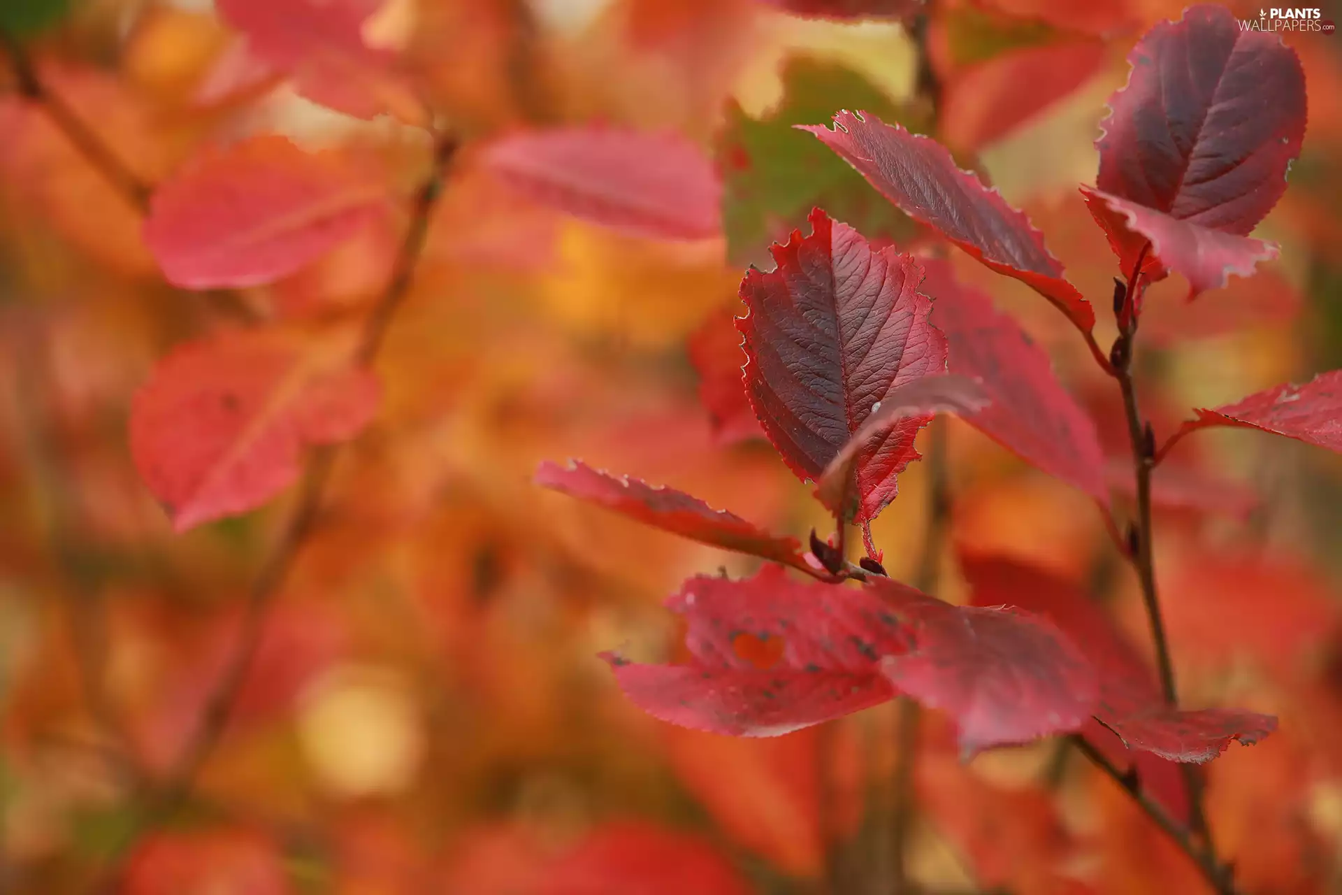 Twigs, Leaf, rapprochement, Red
