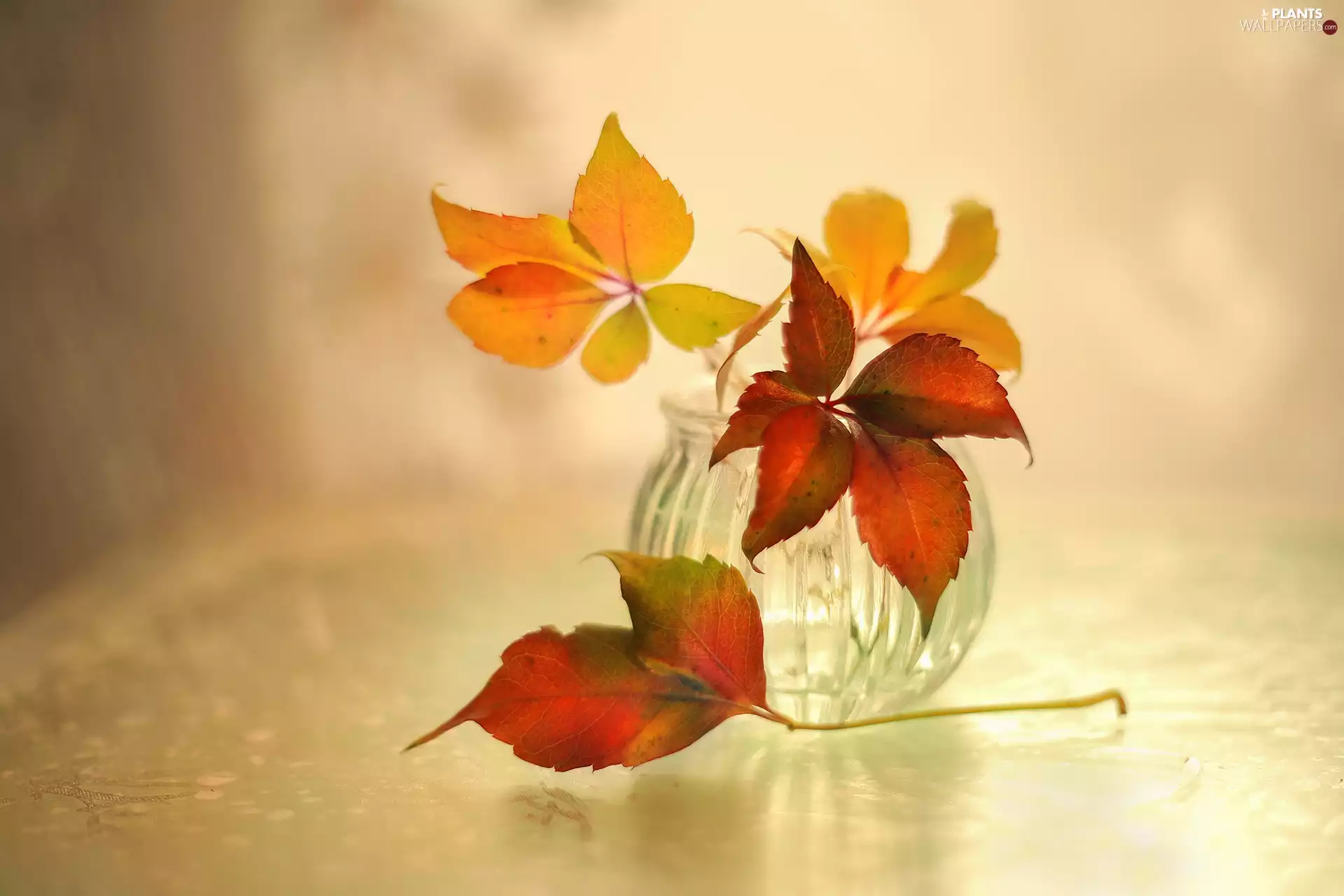 vase, Leaf, Woodbine, Red