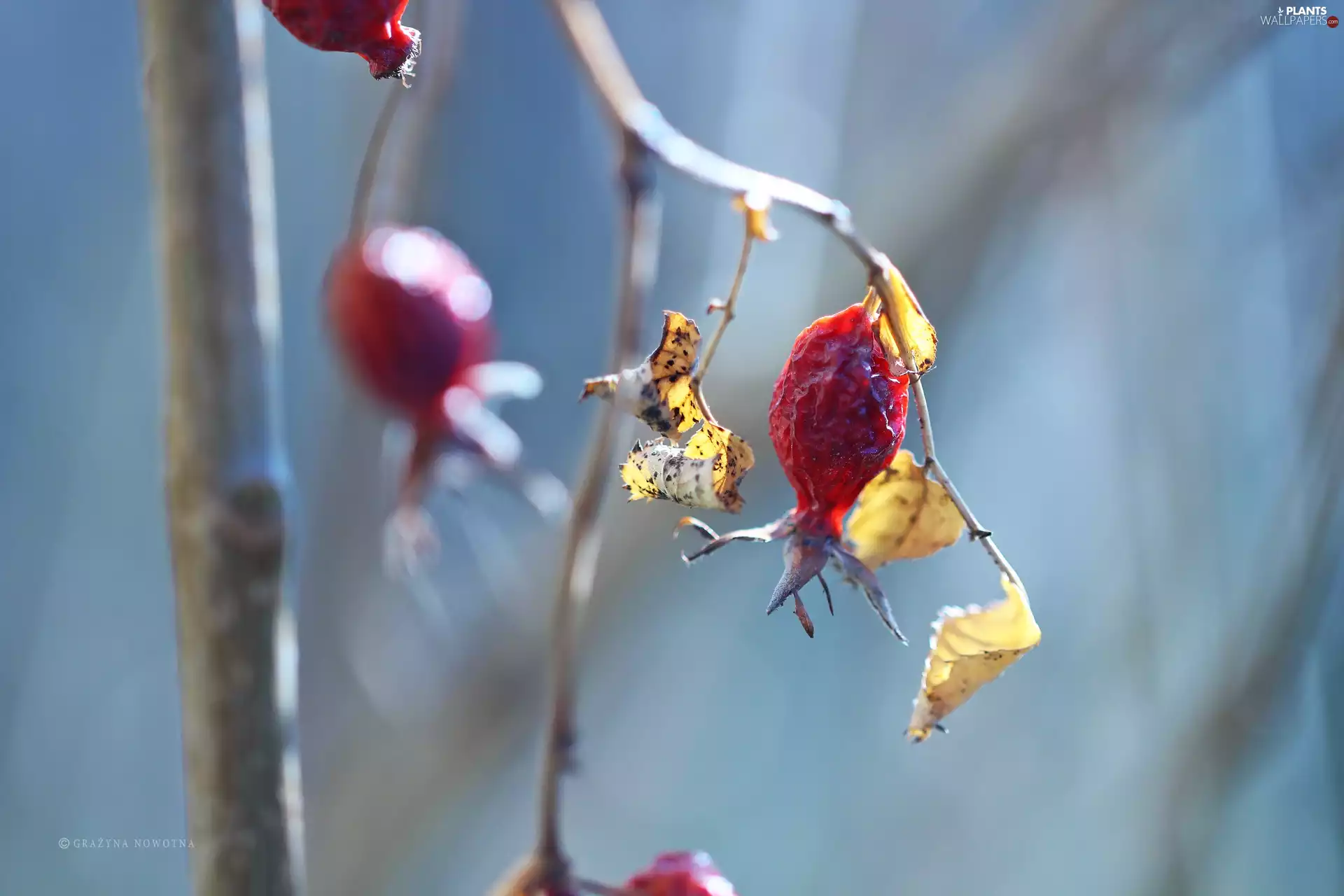 fruit, Red, Wild, rose, Dried