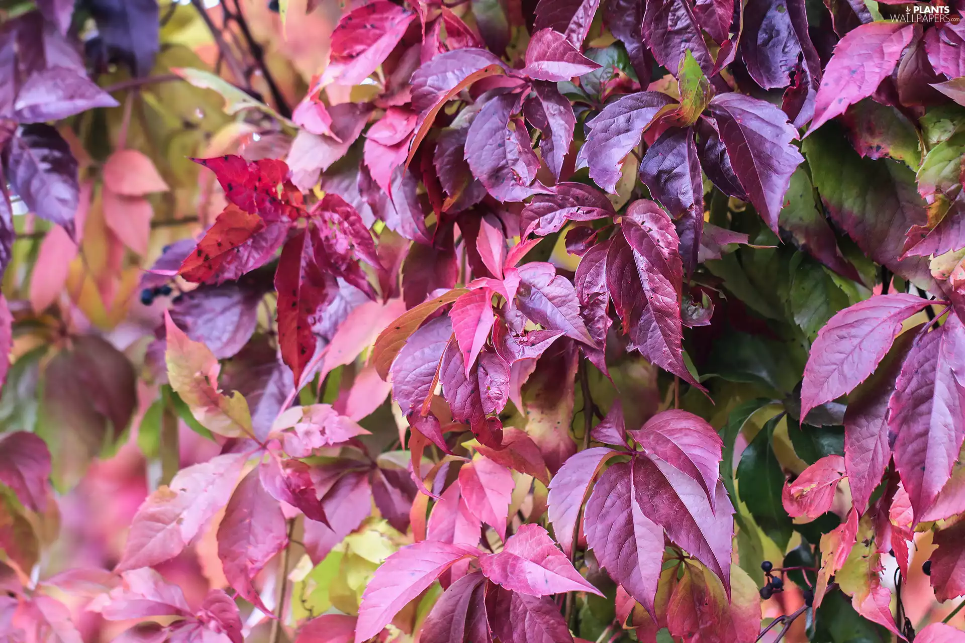 Woodbine, Leaf, Twigs, Red