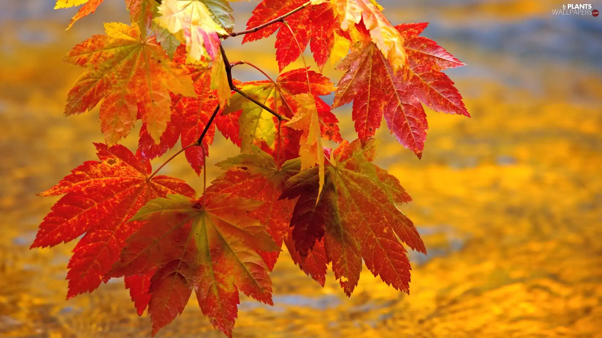 Red, Leaf, Yellow